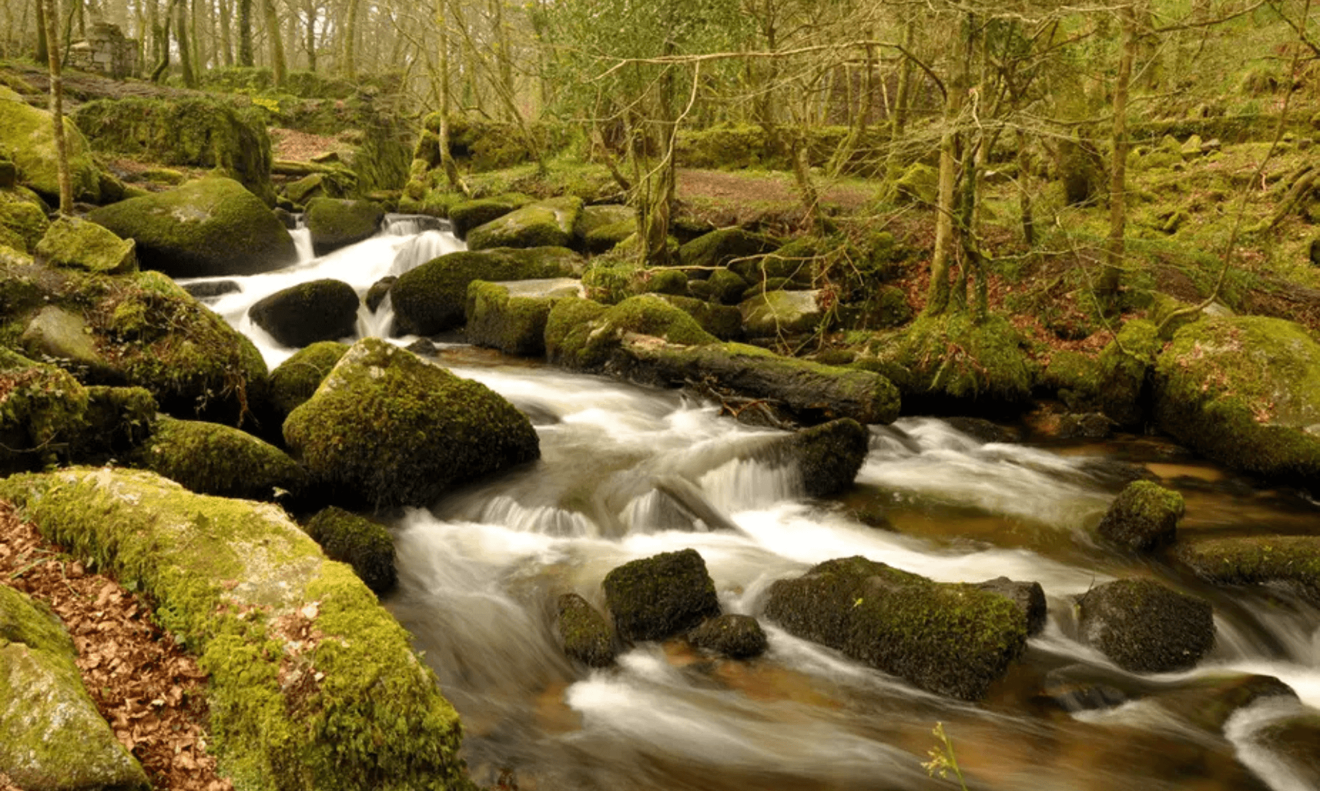 Mossy boulders and a stream in Kennall Vale near Stithians