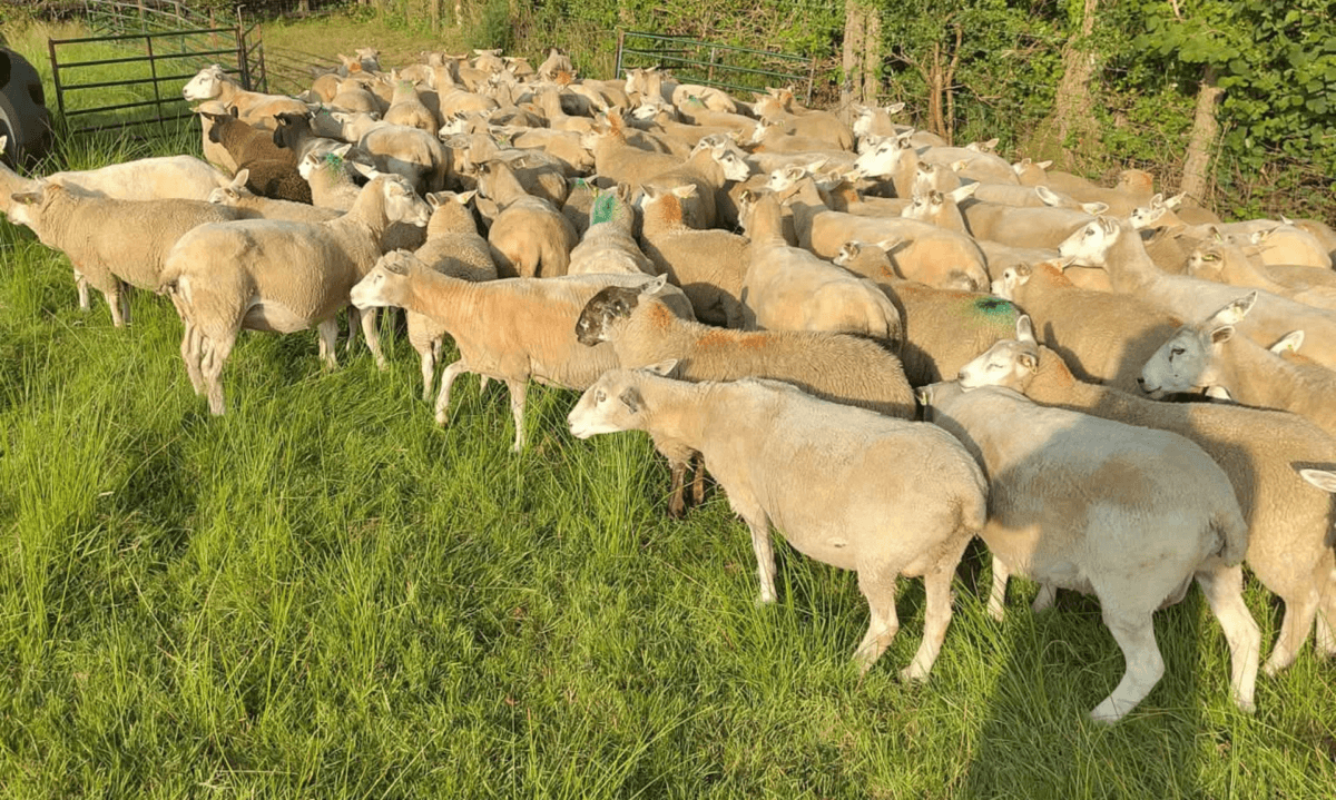 Ewes and lambs gathered in a Cornish field near St Columb