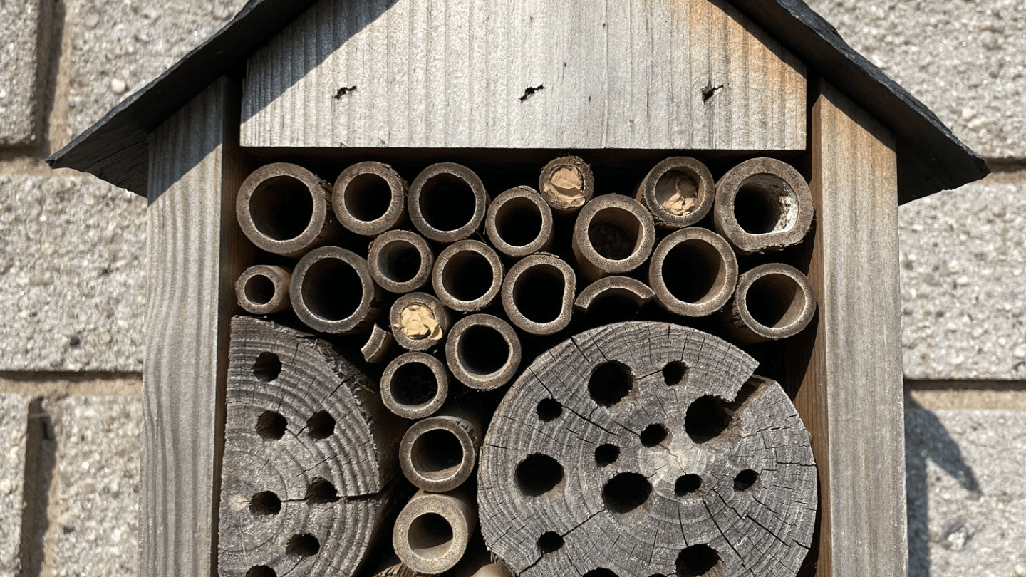 A wooden bee hotel with bamboo tubes and drilled log sections at the Kernow Building in Pool