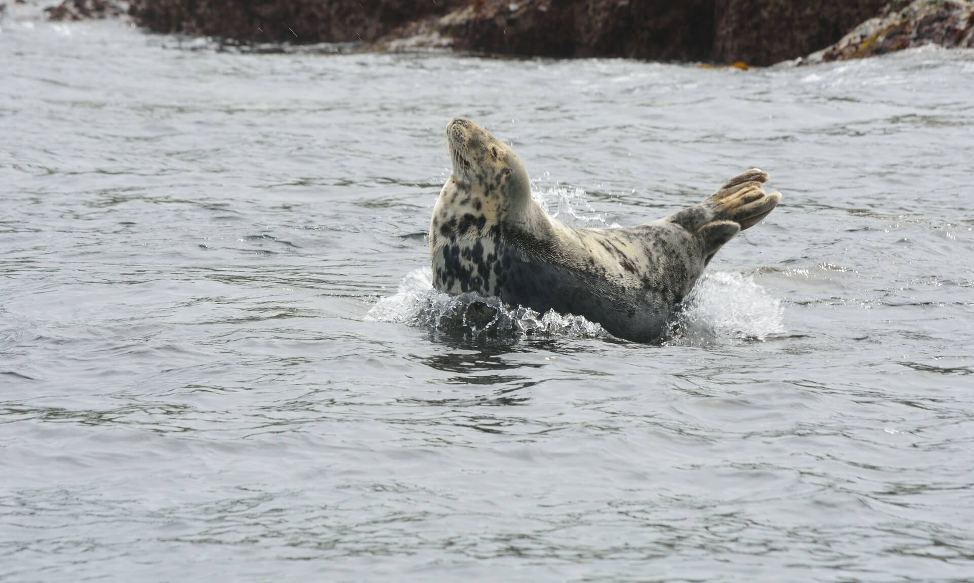A grey seal rearing up out of the water beside rocks off the Cornish coast