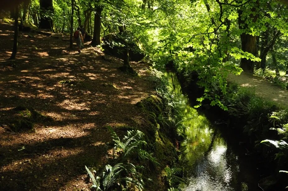 Woodland path through the Luxulyan Valley