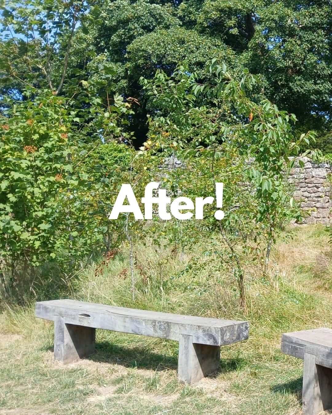 The mini forest at Stithians Primary School three years after planting, with wooden benches among the trees