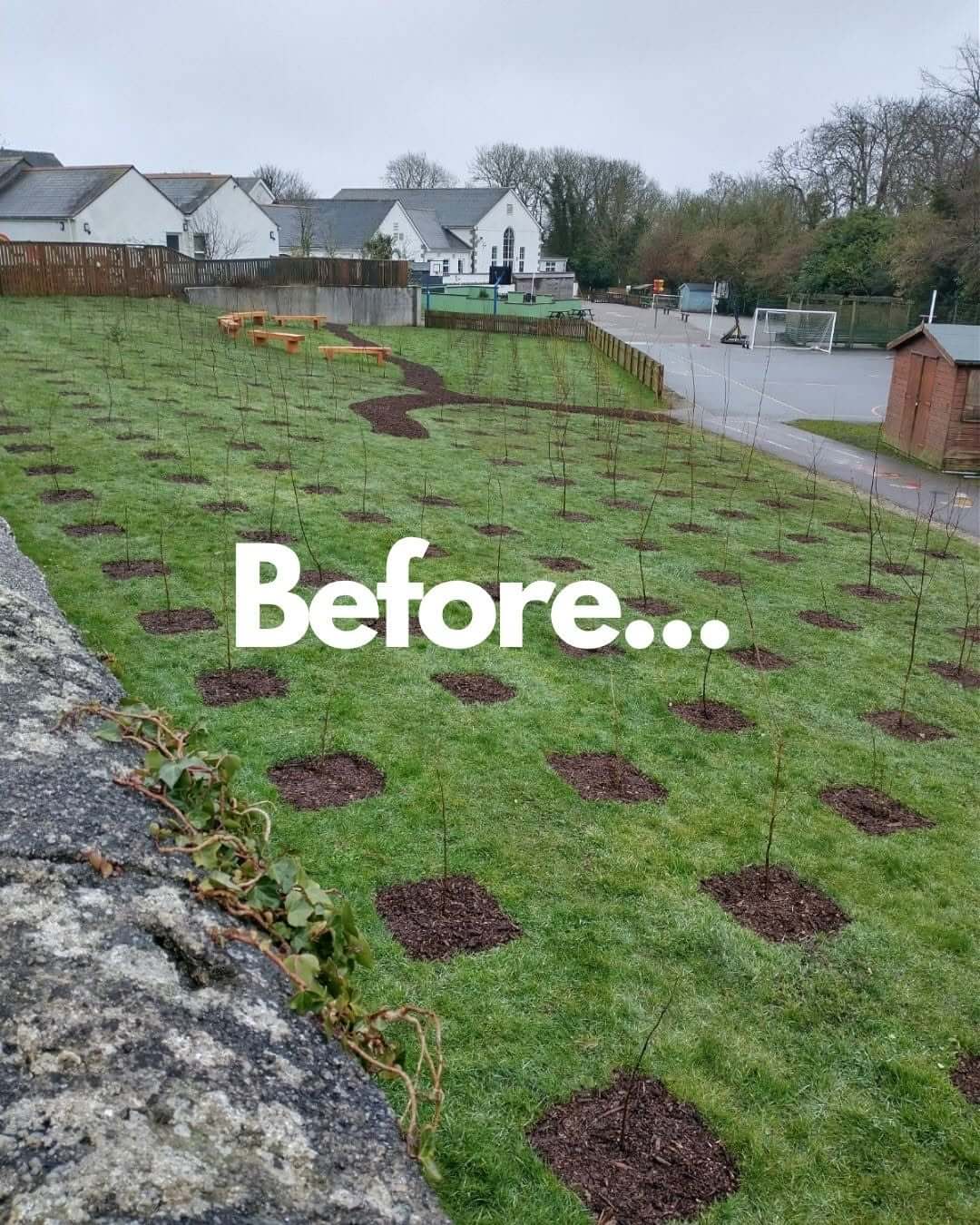 Newly planted saplings with bark chip mulch on a grassy bank at Stithians Primary School