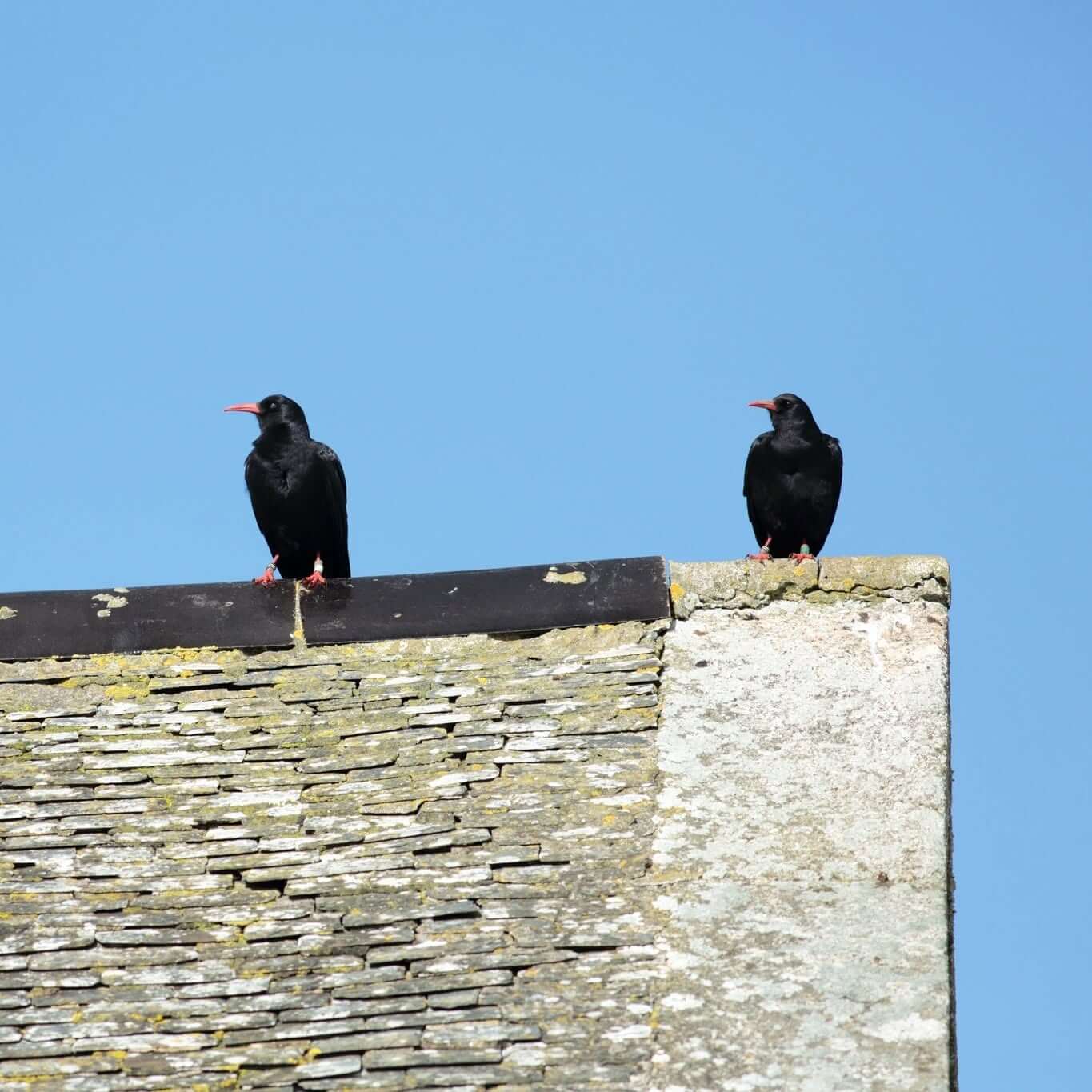 Two Cornish choughs perched on a slate roof ridge on the Lizard