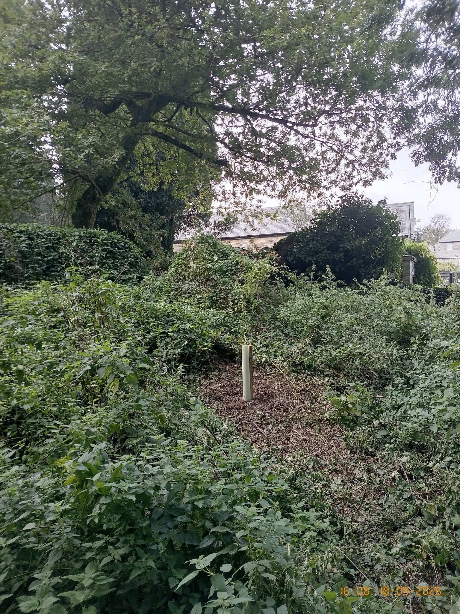 A tree whip planted in Padstow's plantation woodland