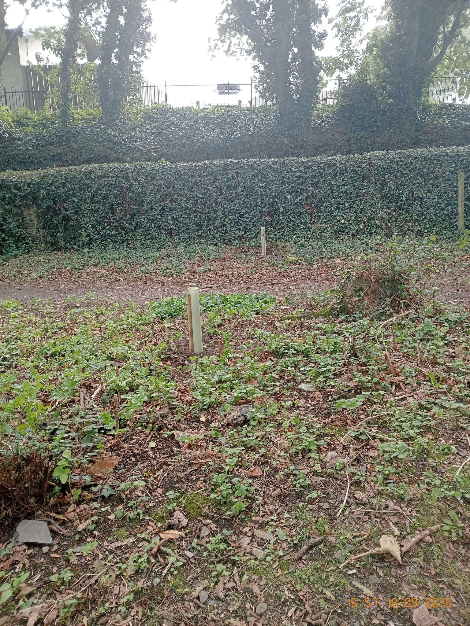 The plantation woodland in Padstow where replacement trees have been planted