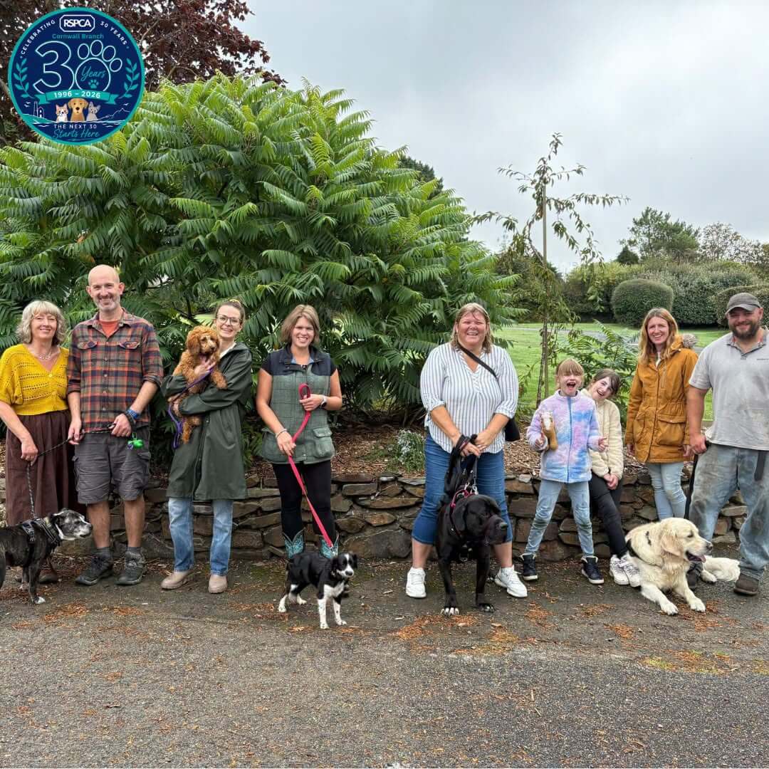 Rescue dogs and their families at the RSPCA Cornwall Branch Rescue Reunion Walk at Silverbow Country Park