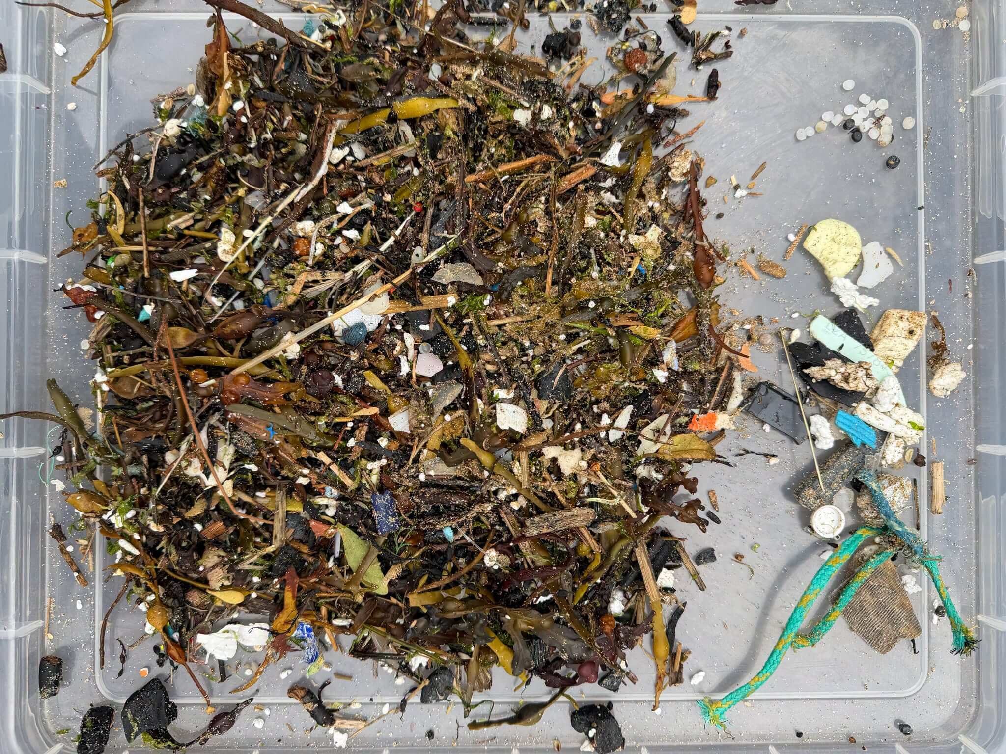 Seaweed, nurdles and plastic fragments collected from the strand line on Fistral Beach, Newquay