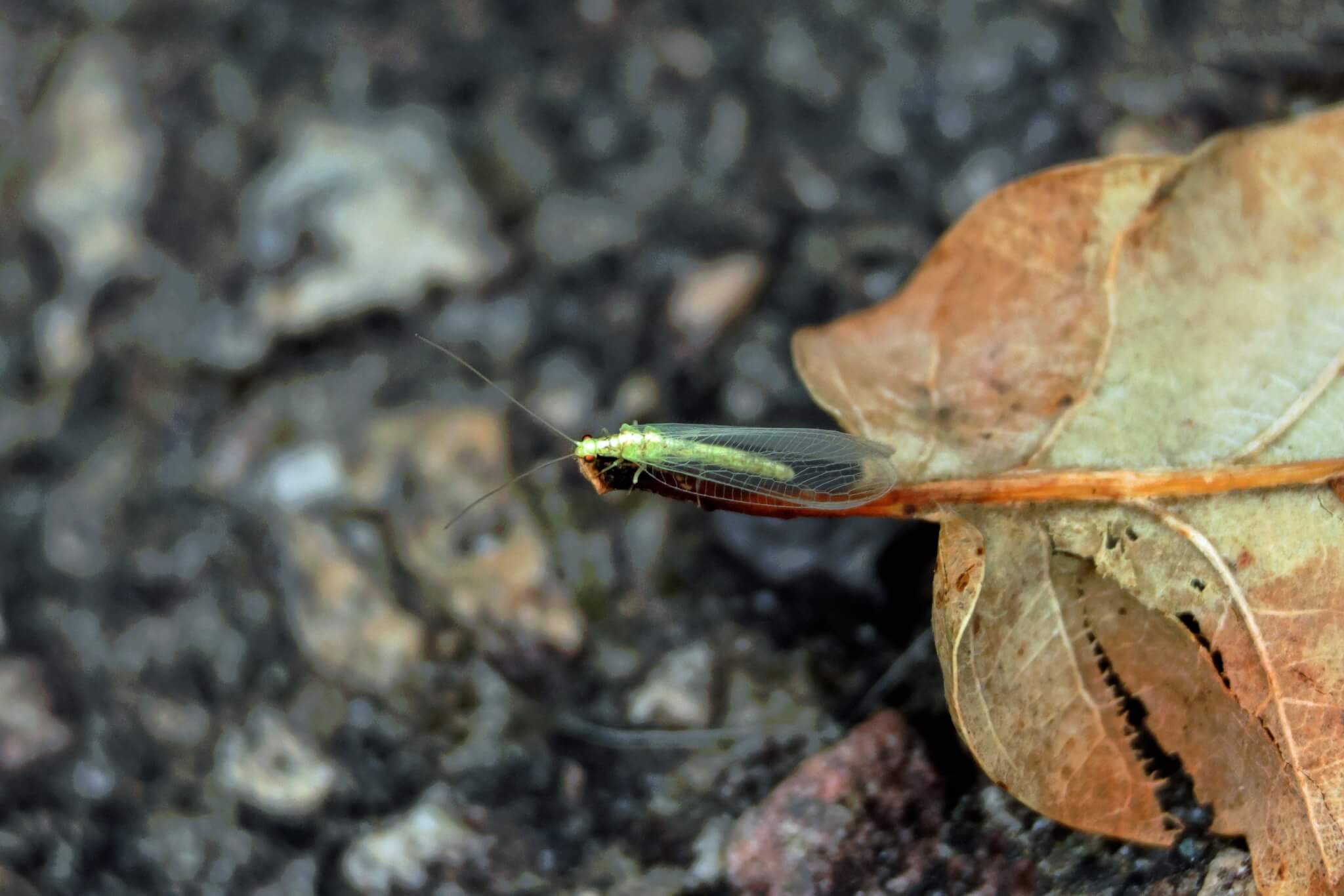 Common green lacewing on a fallen leaf