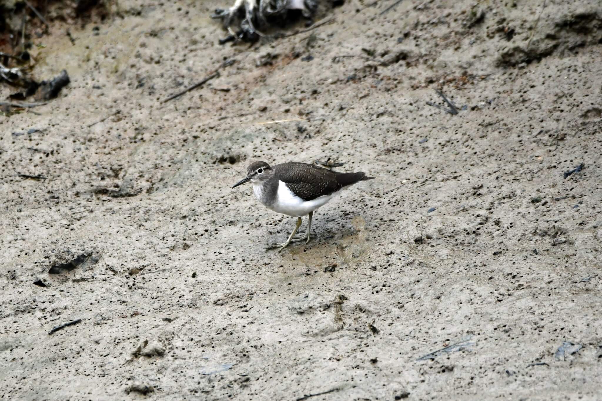 Common sandpiper on estuary mud