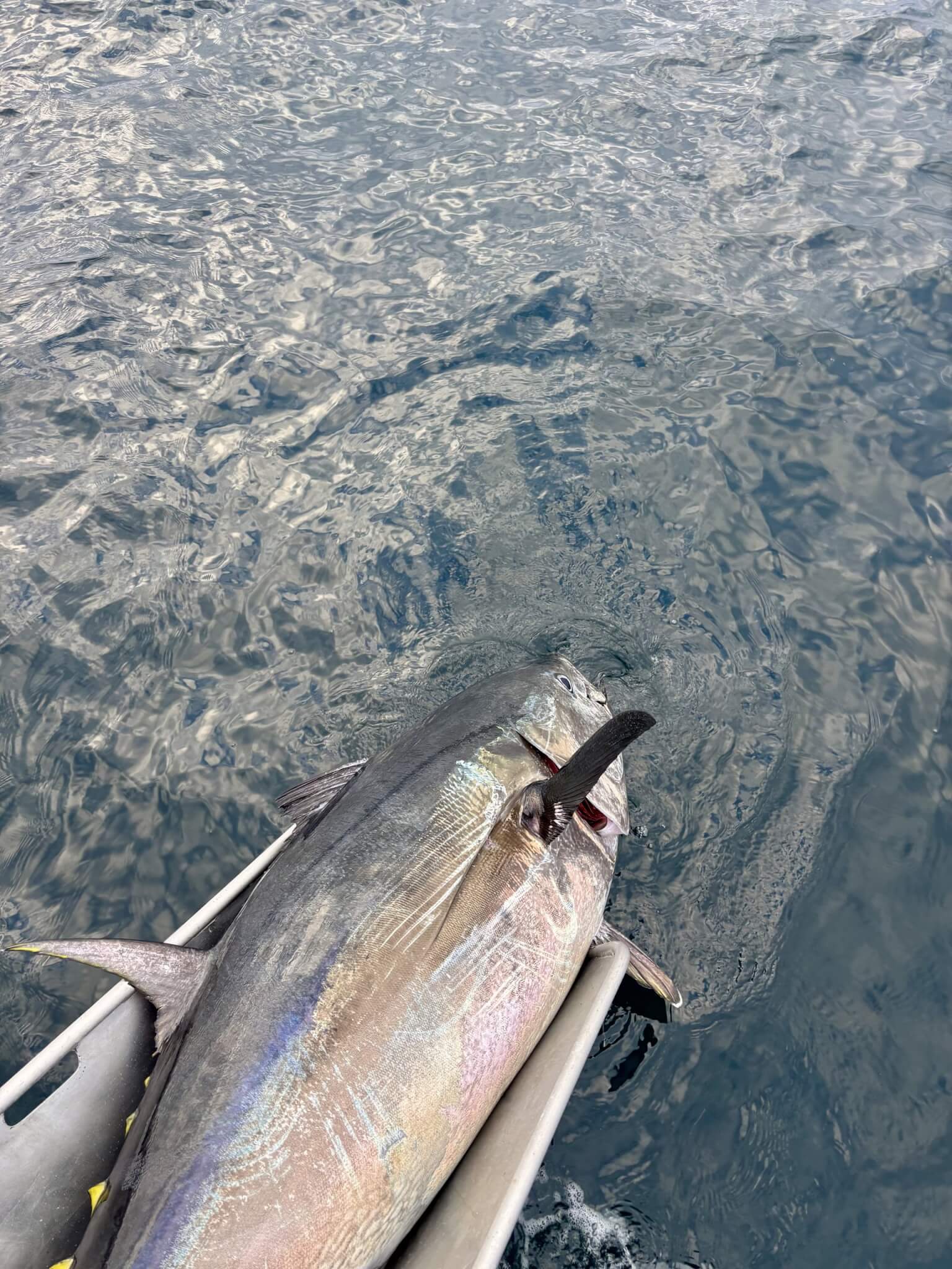 Bluefin tuna alongside the boat's landing ramp