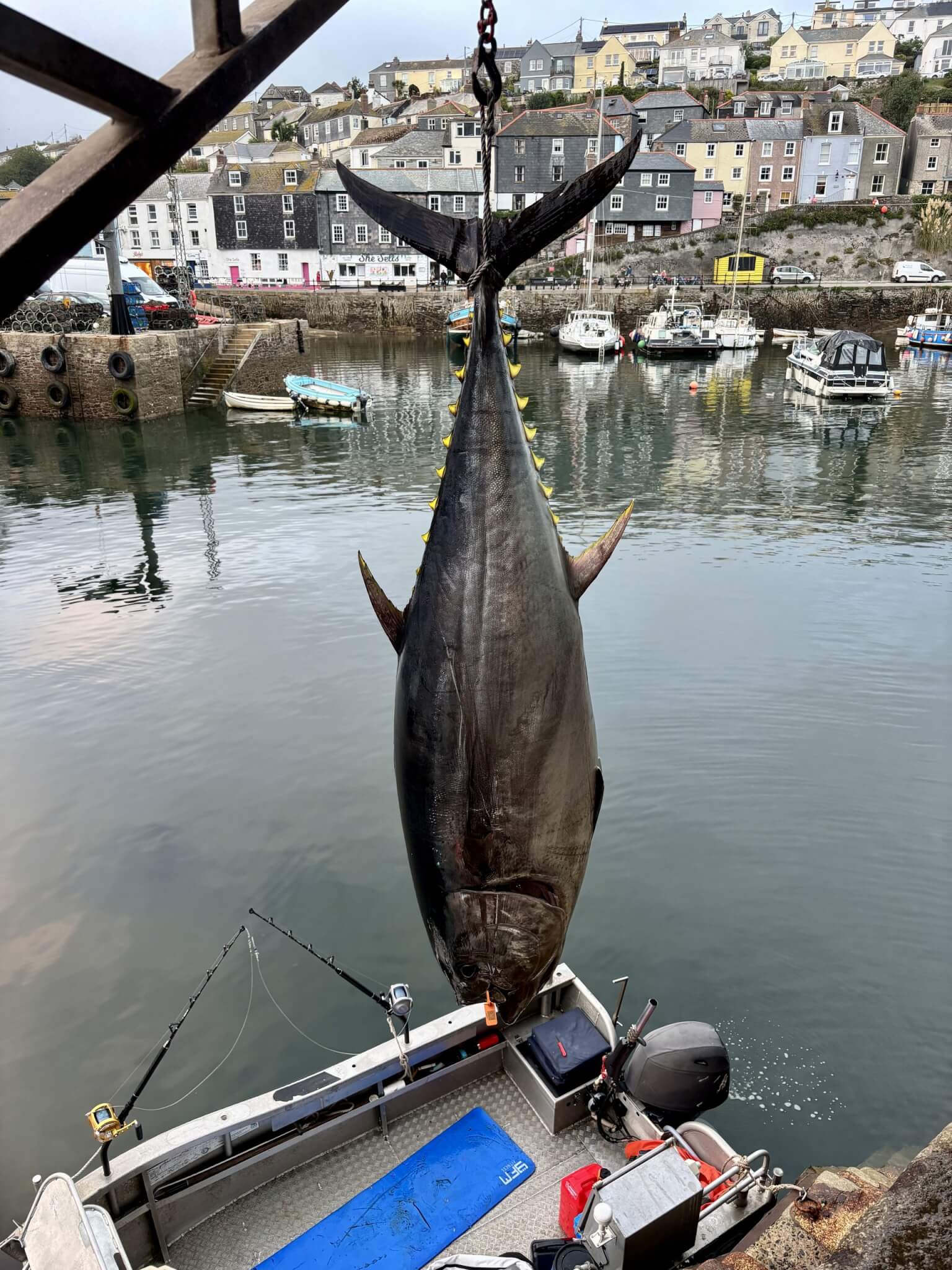 Bluefin tuna being lifted by crane above a boat in a Cornish harbour