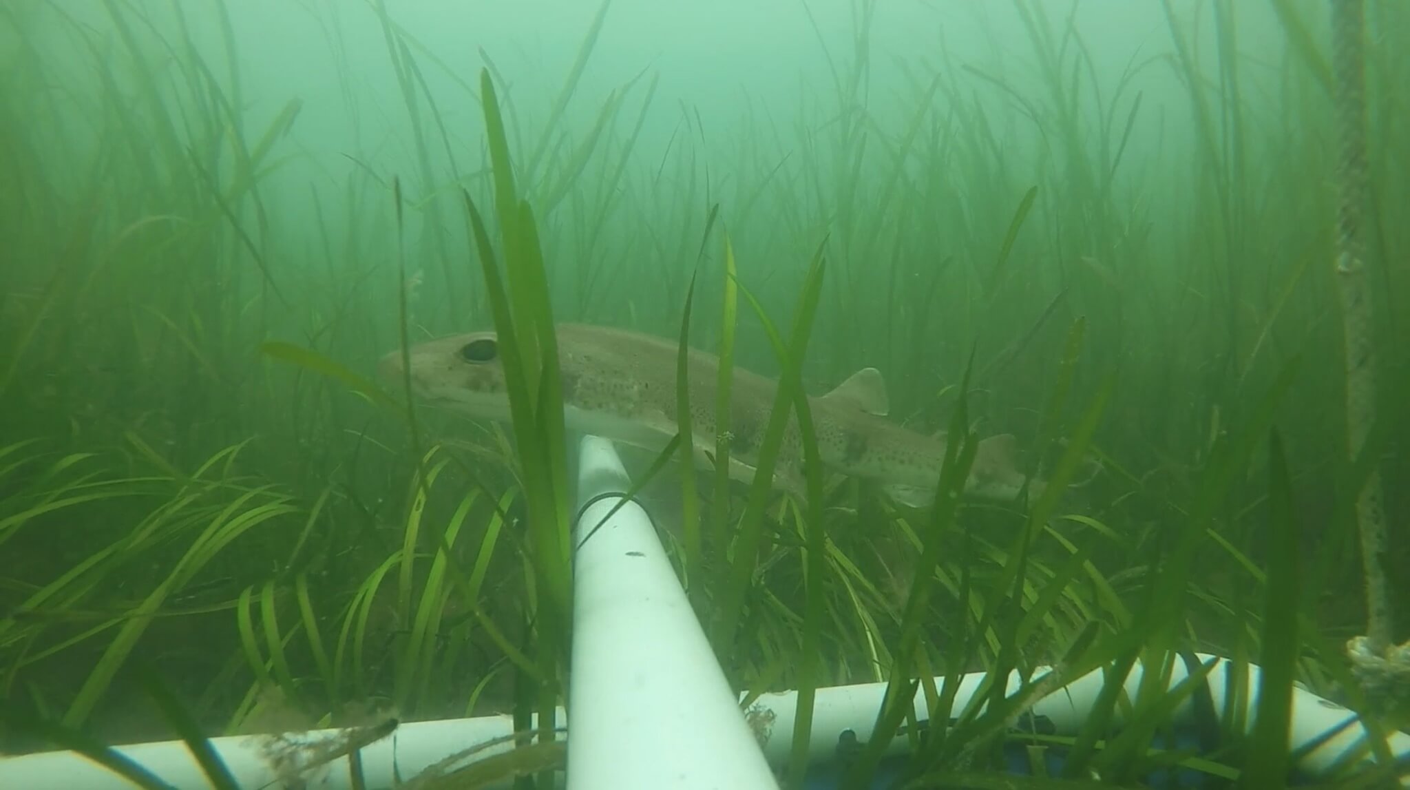 Small-spotted cat shark swimming through a seagrass meadow in Falmouth Harbour
