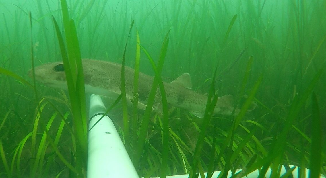 Small-spotted cat shark in a seagrass meadow