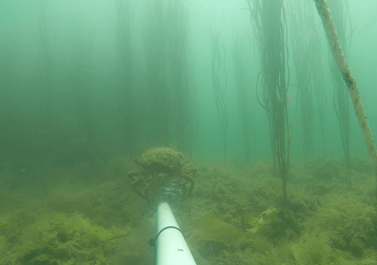 Spiny spider crab in a kelp forest filmed on an underwater camera