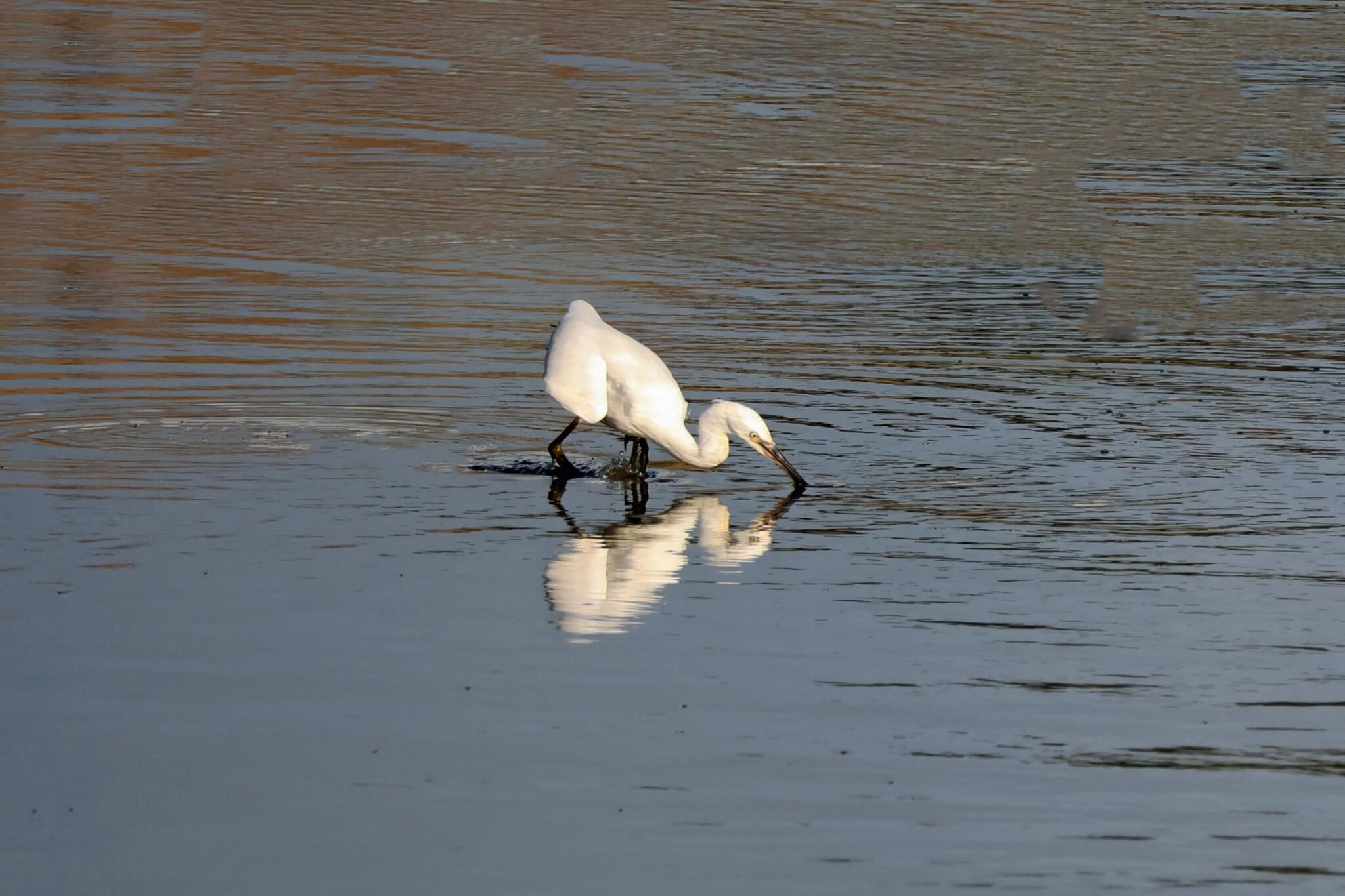 Little egret feeding in shallow water