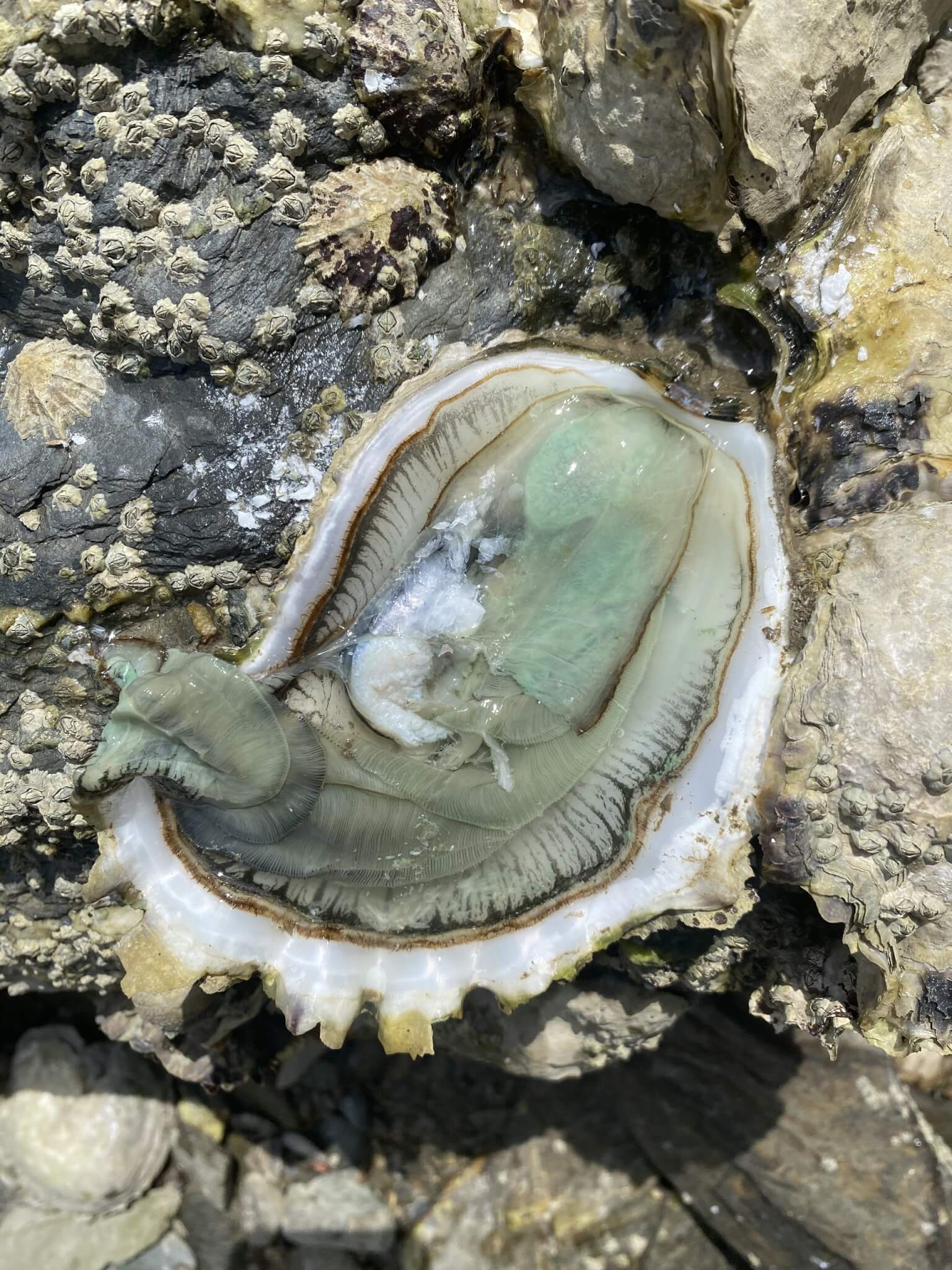 Opened Pacific oyster on a rocky shore