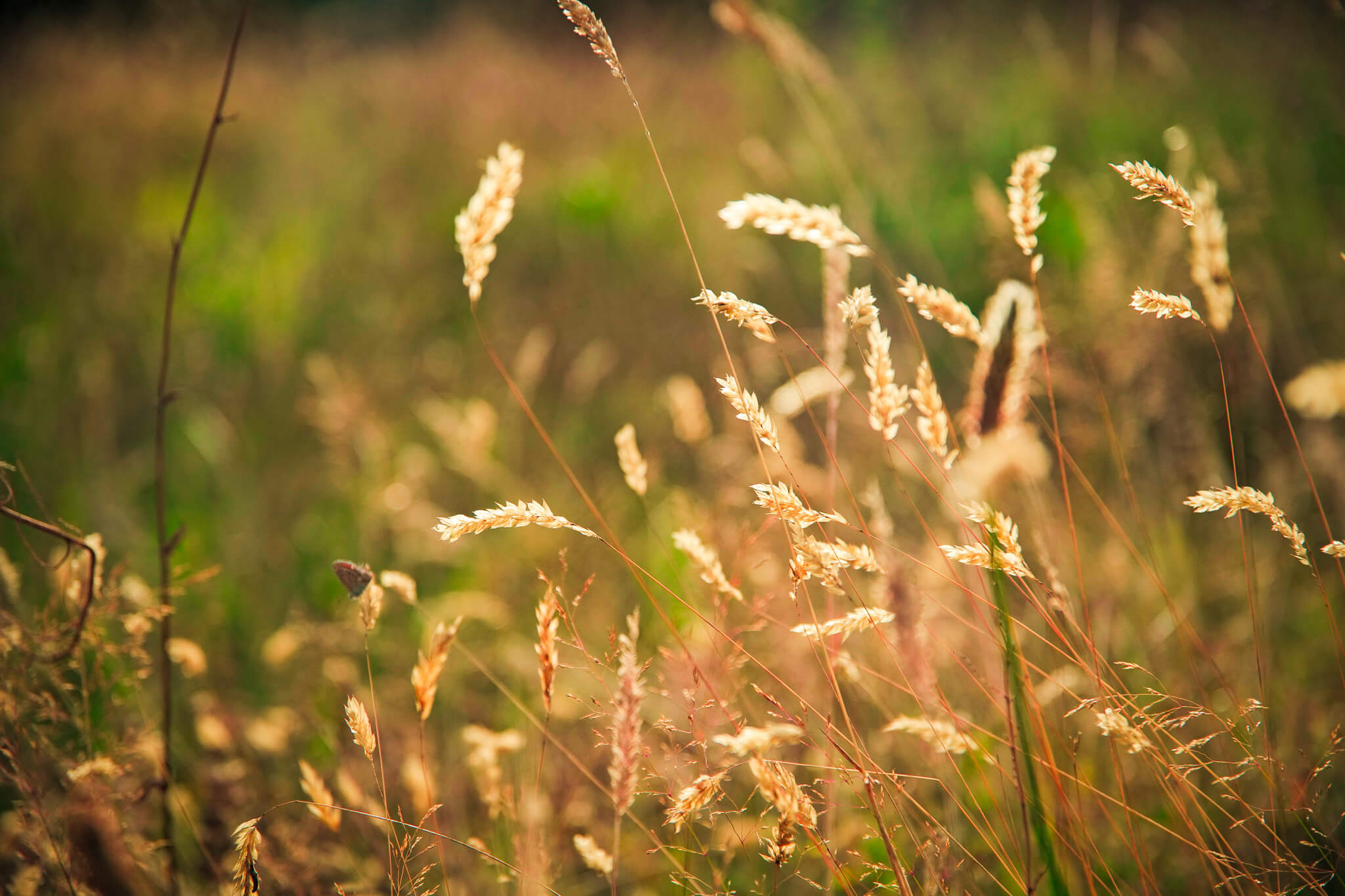 Wild meadow grass on the Hamatethy rewilding estate