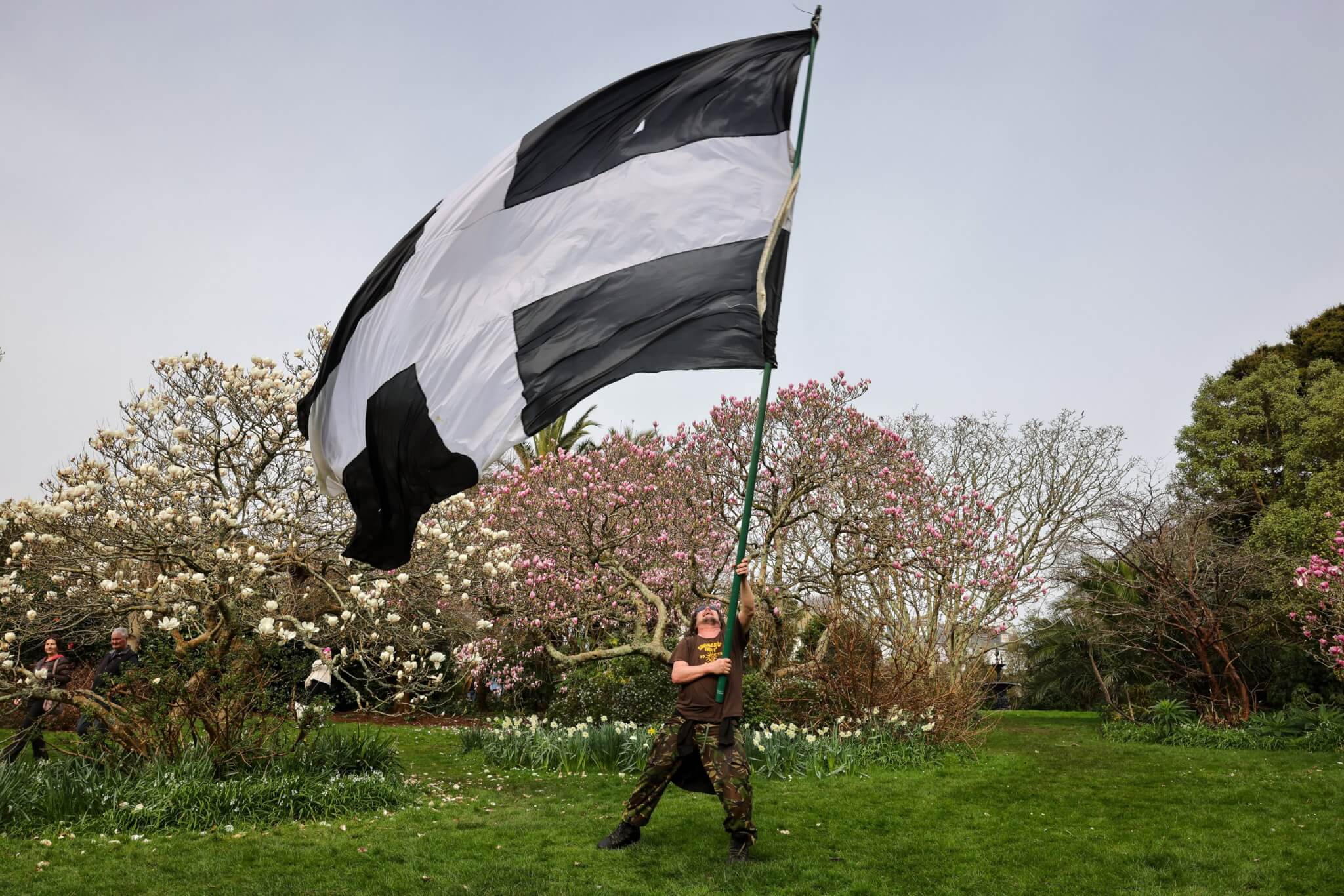 A man waves a huge Cornish flag in a Penzance garden in front of magnolia trees