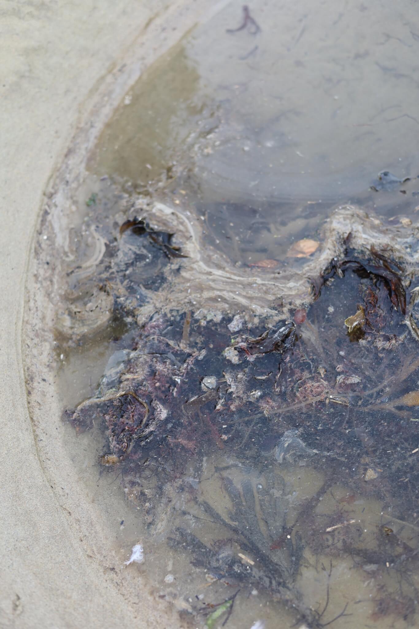 Pool of water and seaweed on Polzeath beach