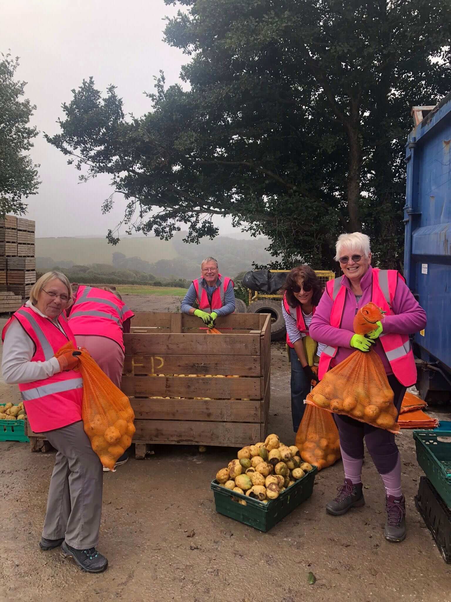 Gleaning Cornwall volunteers bagging gleaned potatoes