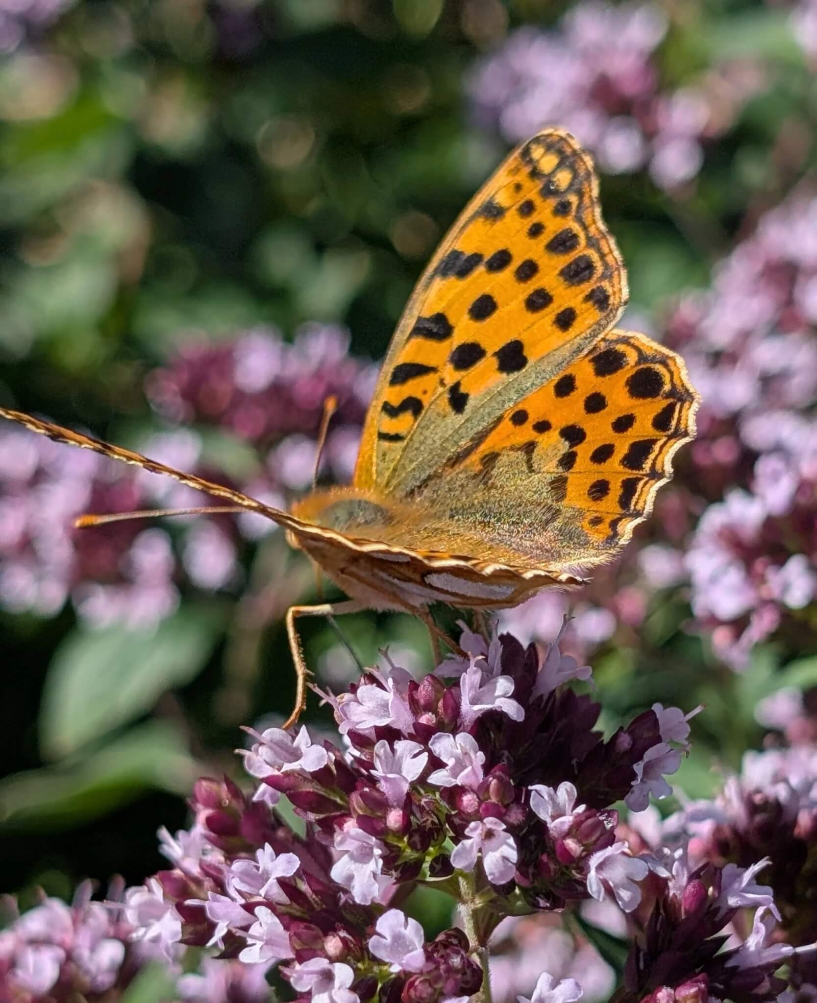 Queen of Spain fritillary butterfly side profile on flowers
