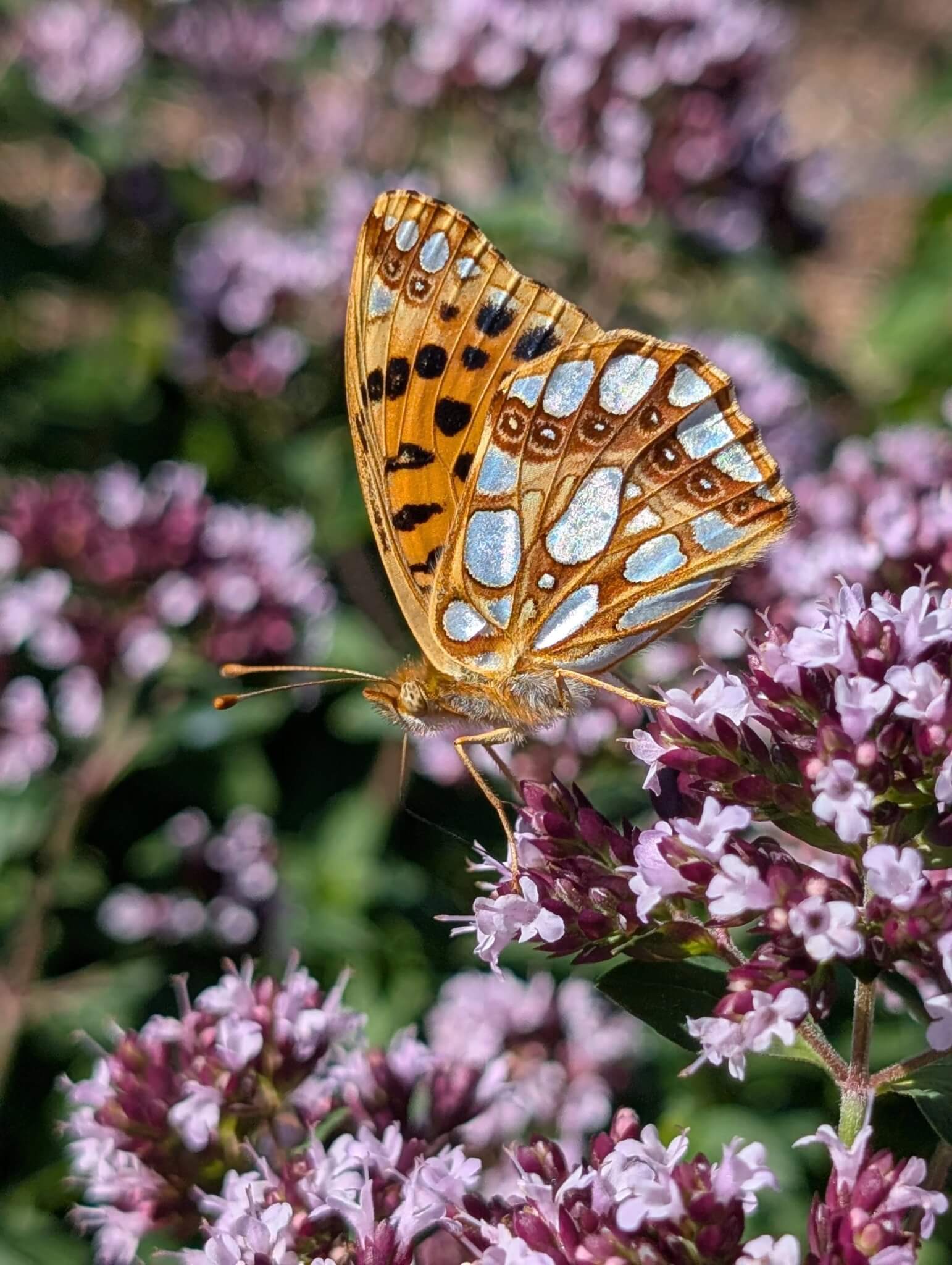 Underwing of Queen of Spain fritillary butterfly showing silver spots