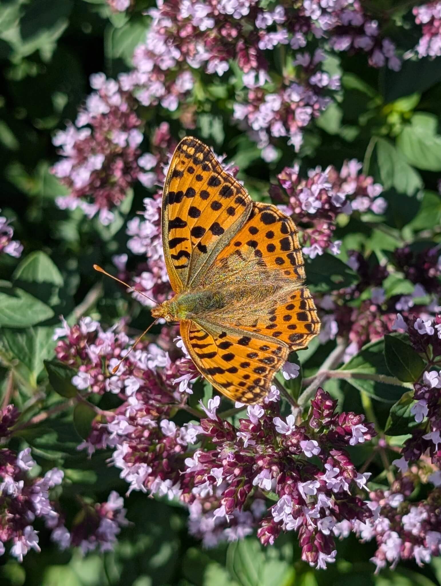 Queen of Spain fritillary butterfly with wings open on oregano flowers