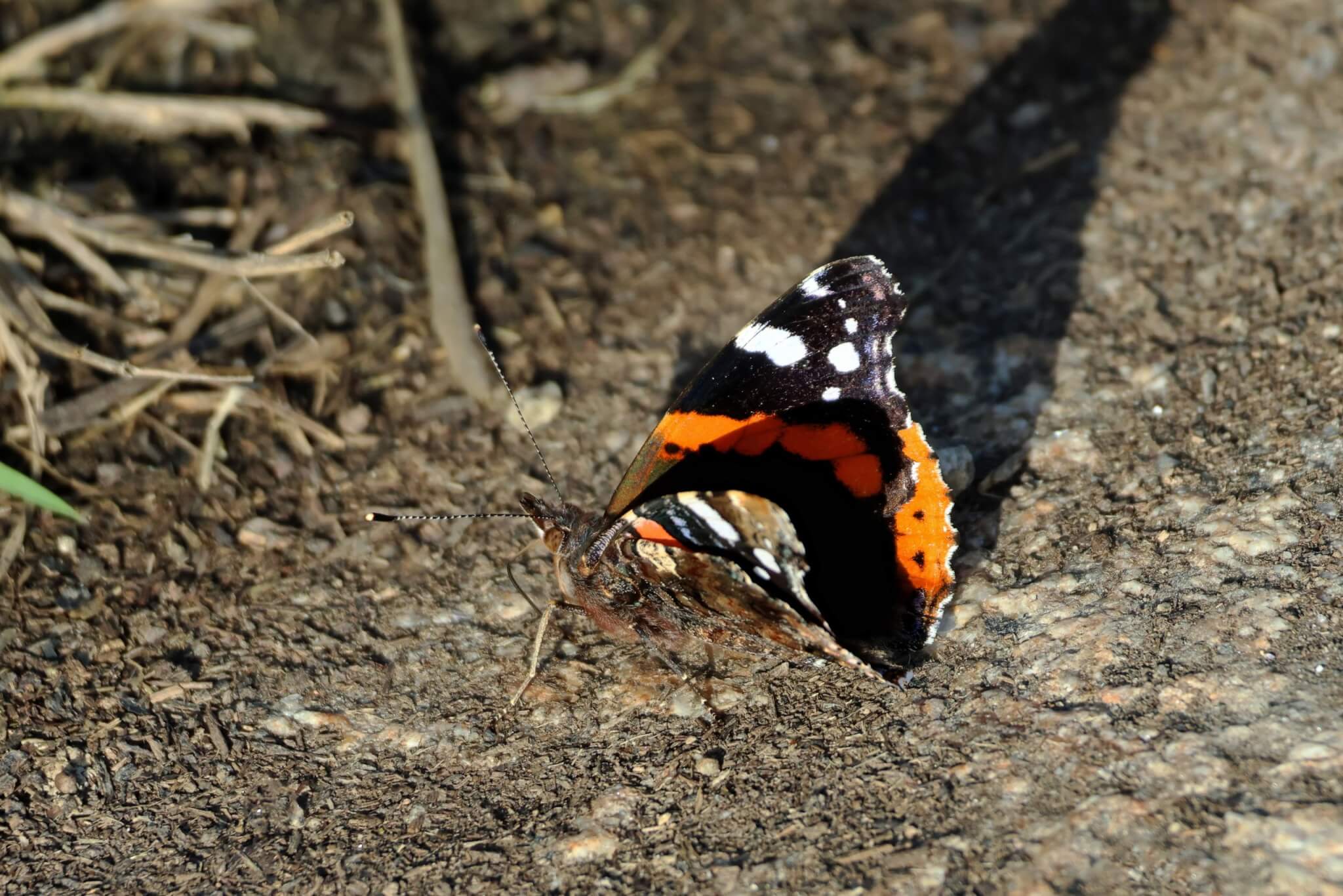 Red admiral butterfly resting on the ground