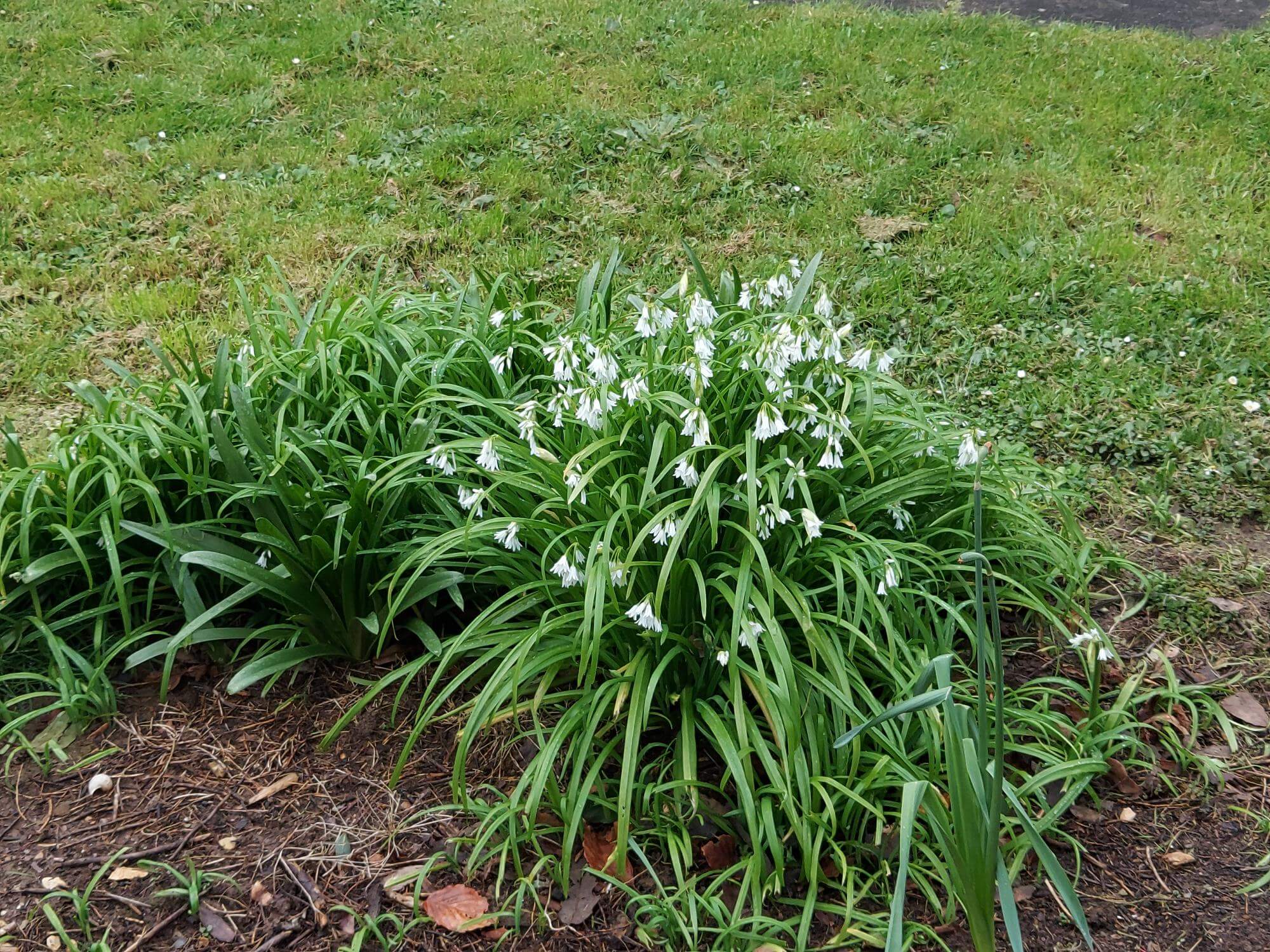 Three-cornered leek flowering in a border