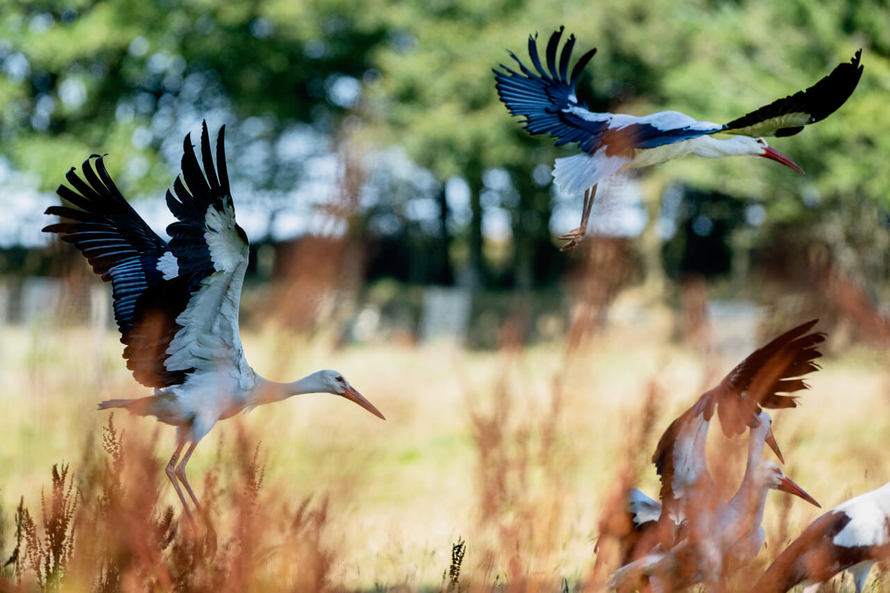 White storks taking flight over a meadow at Hamatethy