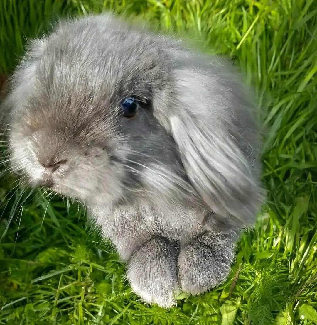 Blue, a grey lop-eared rabbit, sitting in grass