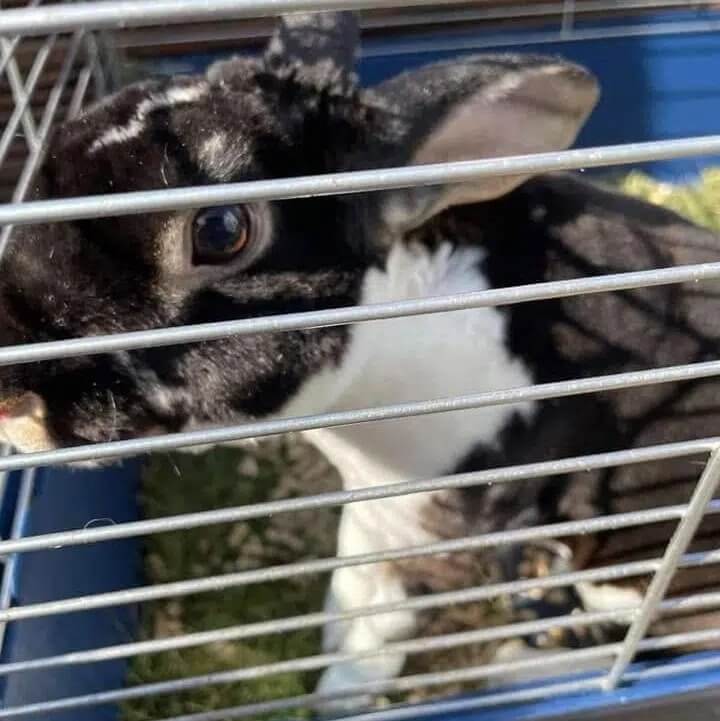 Boris, a black and white Rex rabbit, behind cage bars