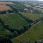 Aerial view of Camel Valley vineyard near Bodmin, Cornwall