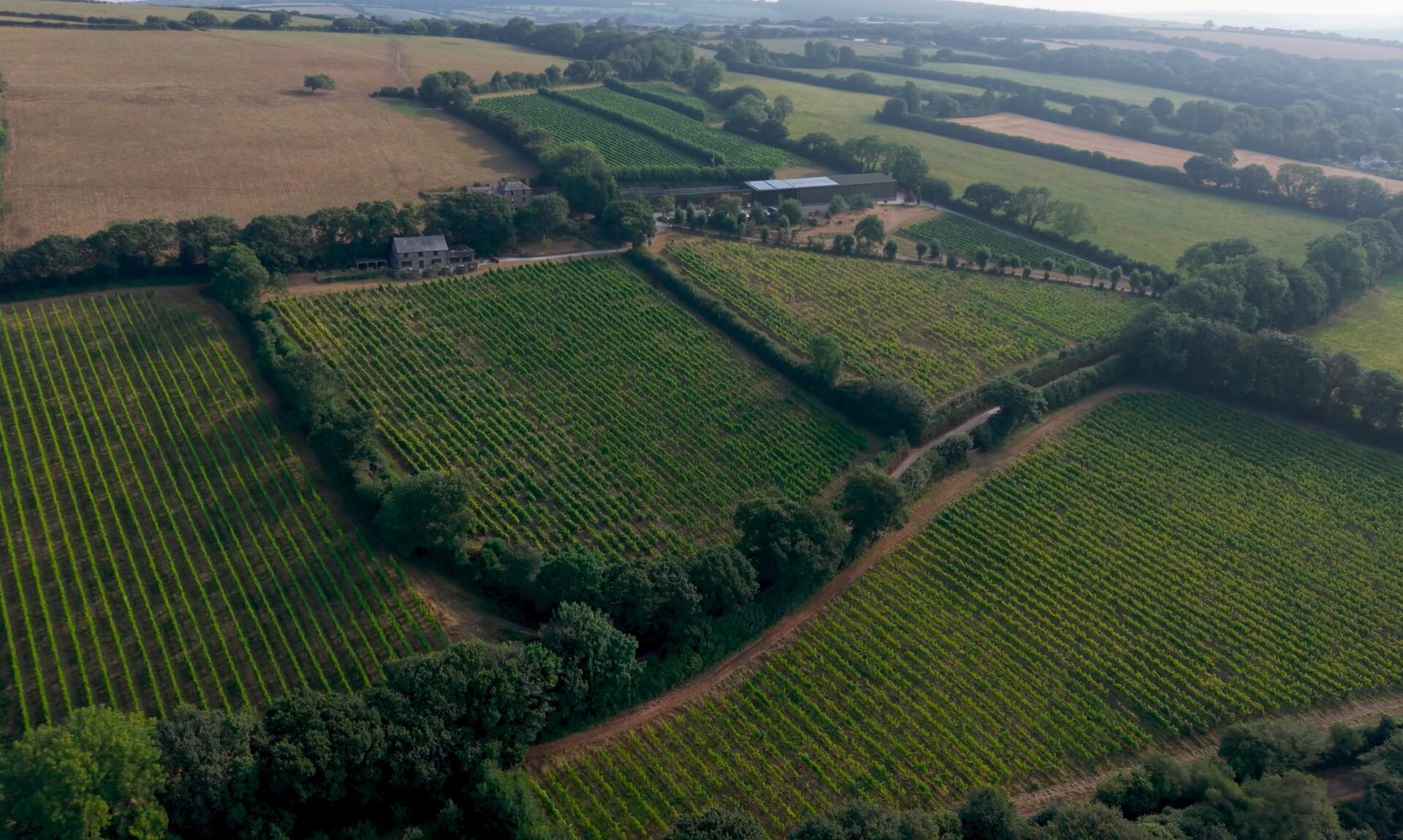 Aerial view of Camel Valley vineyard near Bodmin, Cornwall