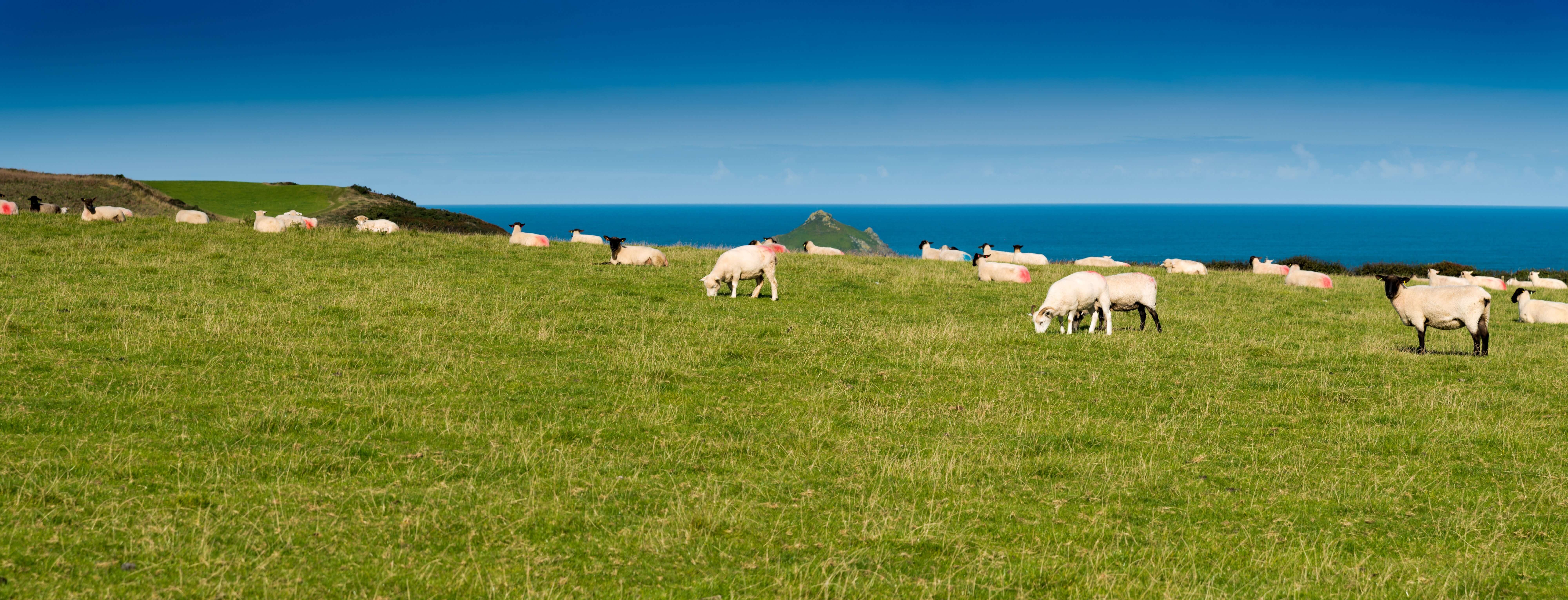 Sheep grazing on a Cornish clifftop above the sea near Rame Head