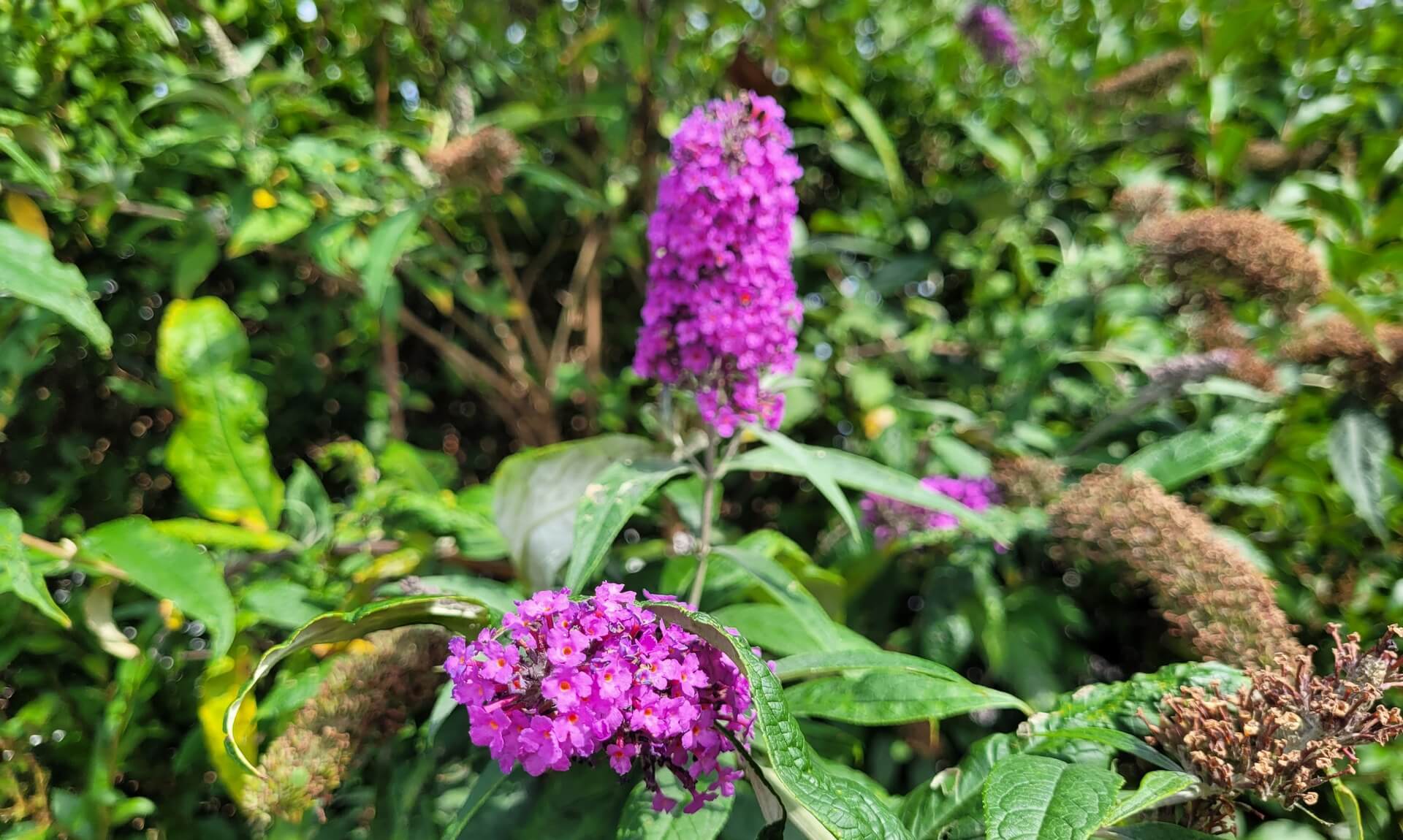 Buddleia flowering in a garden border