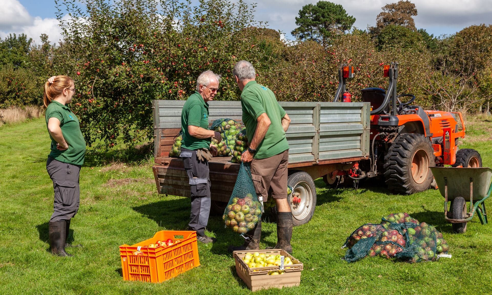 National Trust staff and volunteers loading bags of apples at Cotehele