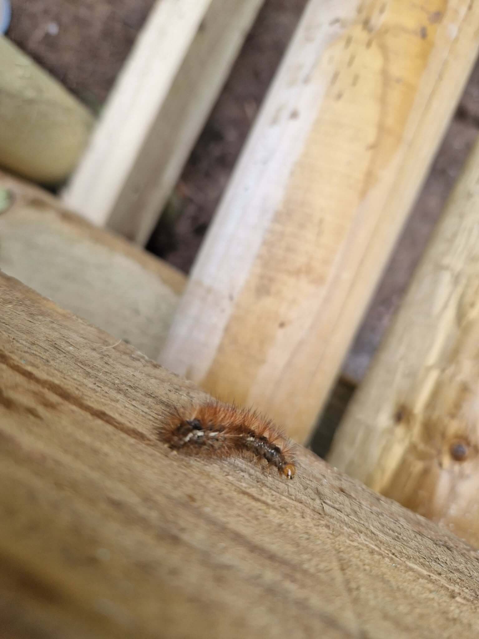 A hairy caterpillar on the timber at Daubuz Moor