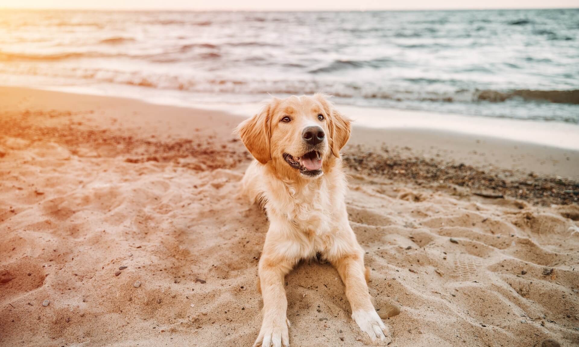 Golden retriever lying happily on a Cornish beach at sunset