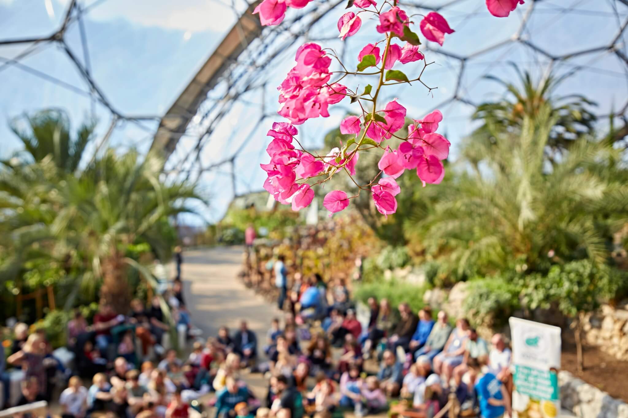 Bougainvillea flowers above visitors gathered in the Mediterranean Biome