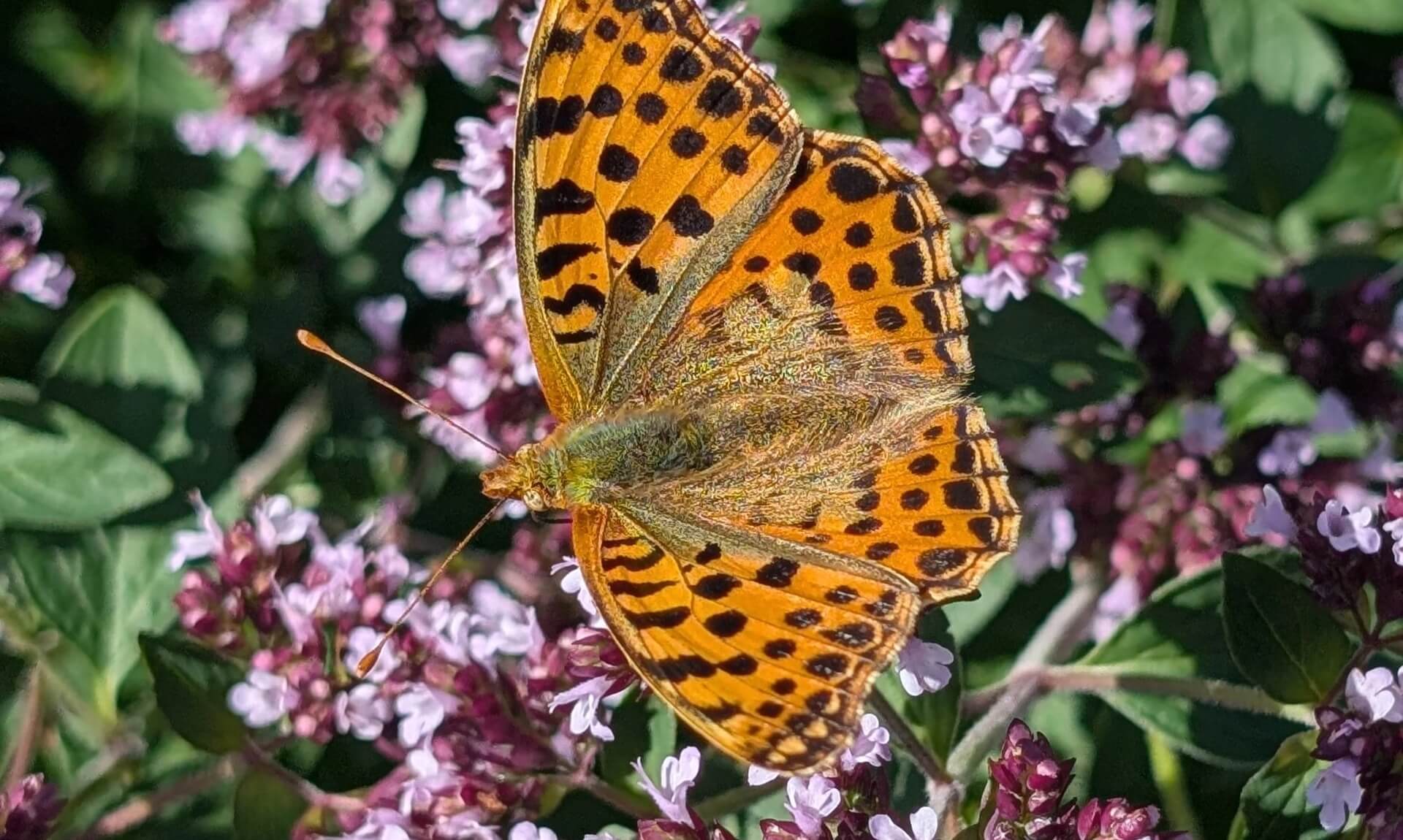 Queen of Spain fritillary butterfly on oregano flowers at Eden Project