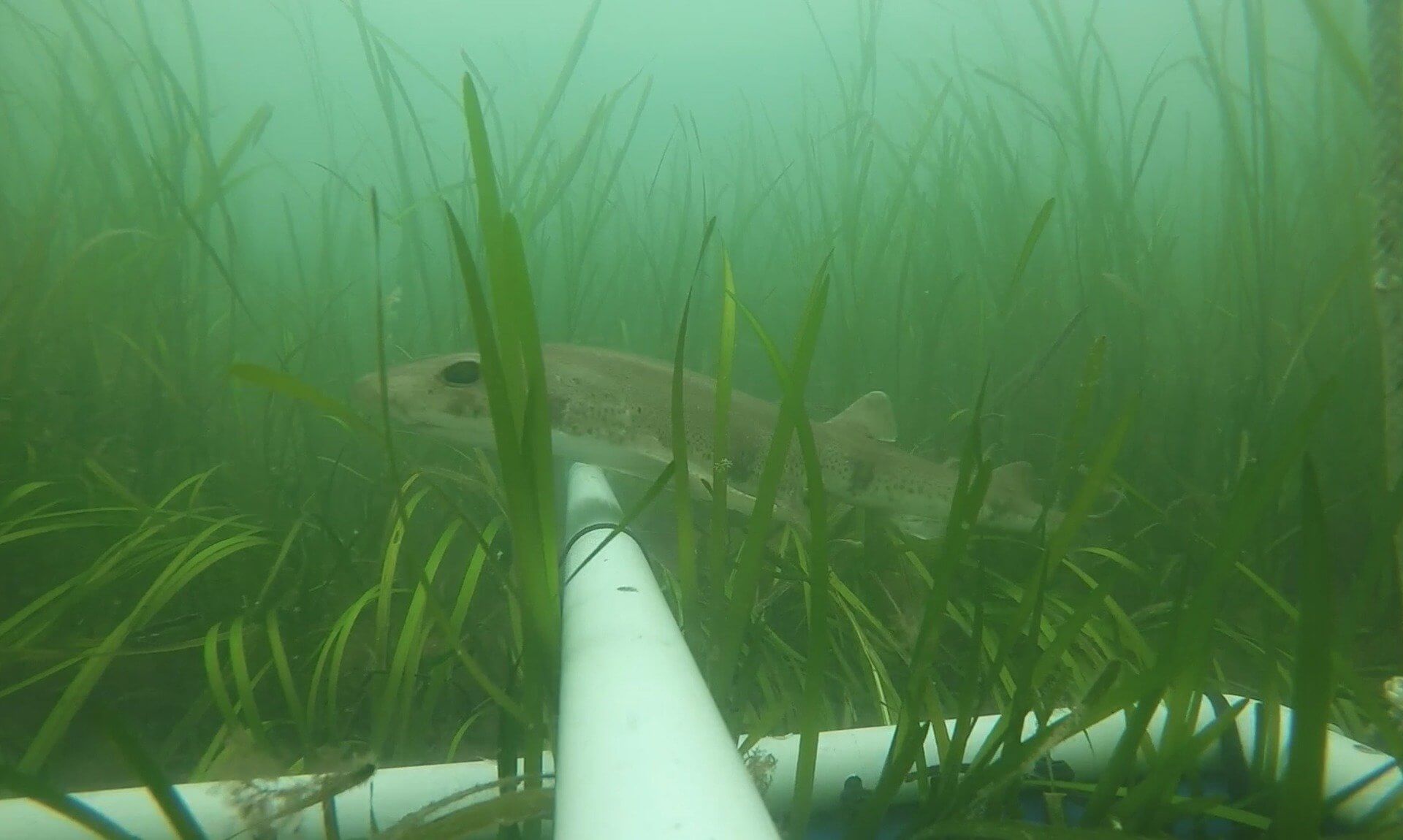 Small-spotted cat shark swimming through a seagrass meadow in Falmouth Harbour