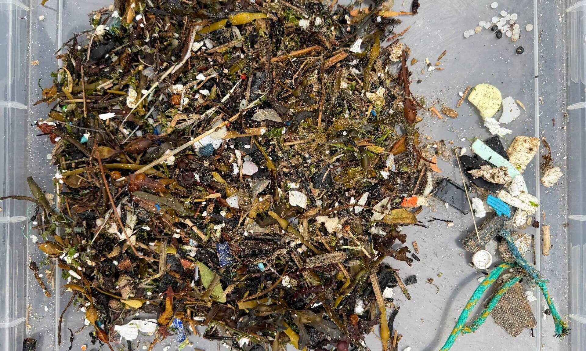 Seaweed, nurdles and plastic fragments collected from the strand line on Fistral Beach, Newquay