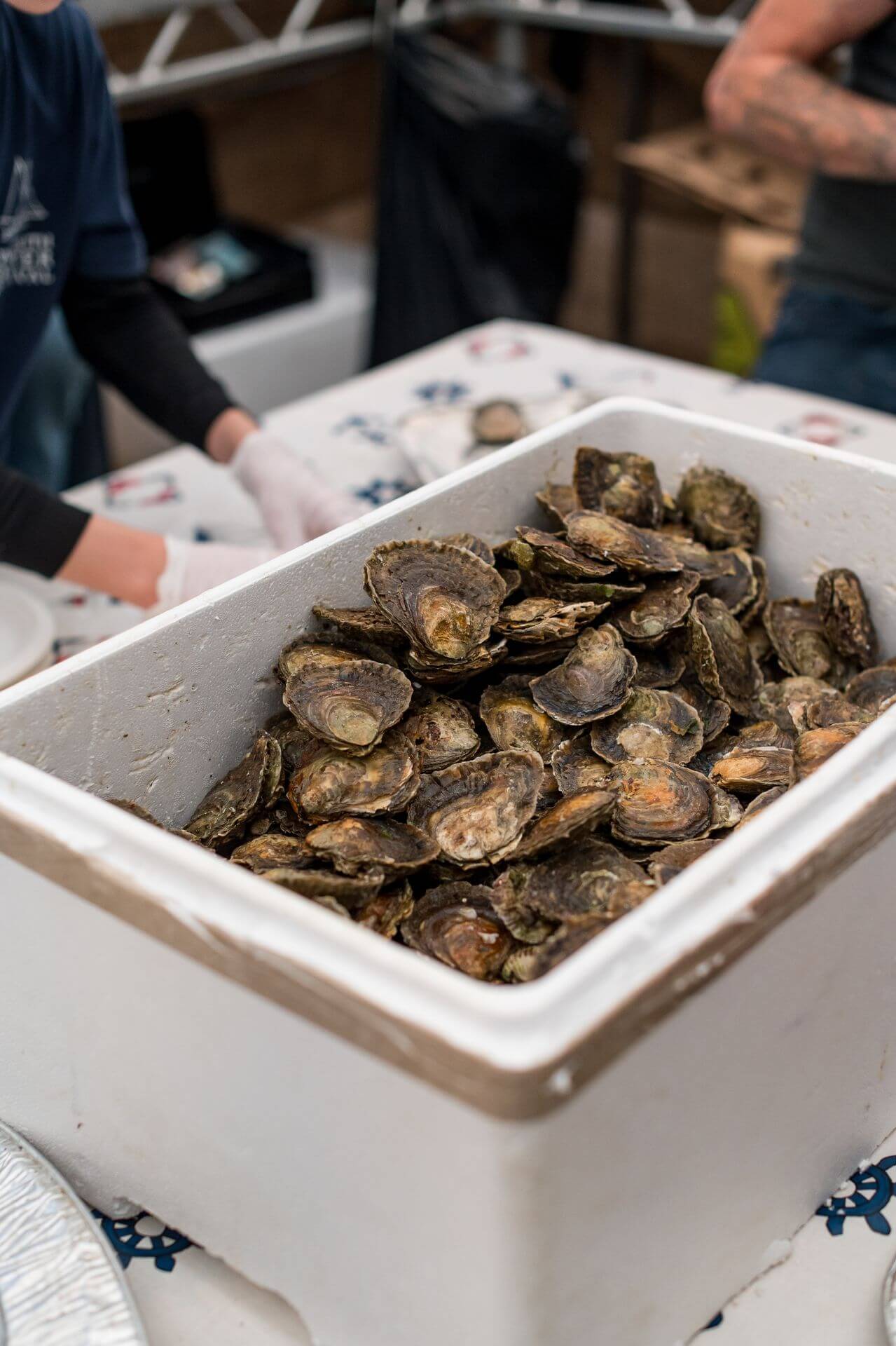 A crate of freshly landed native Falmouth oysters