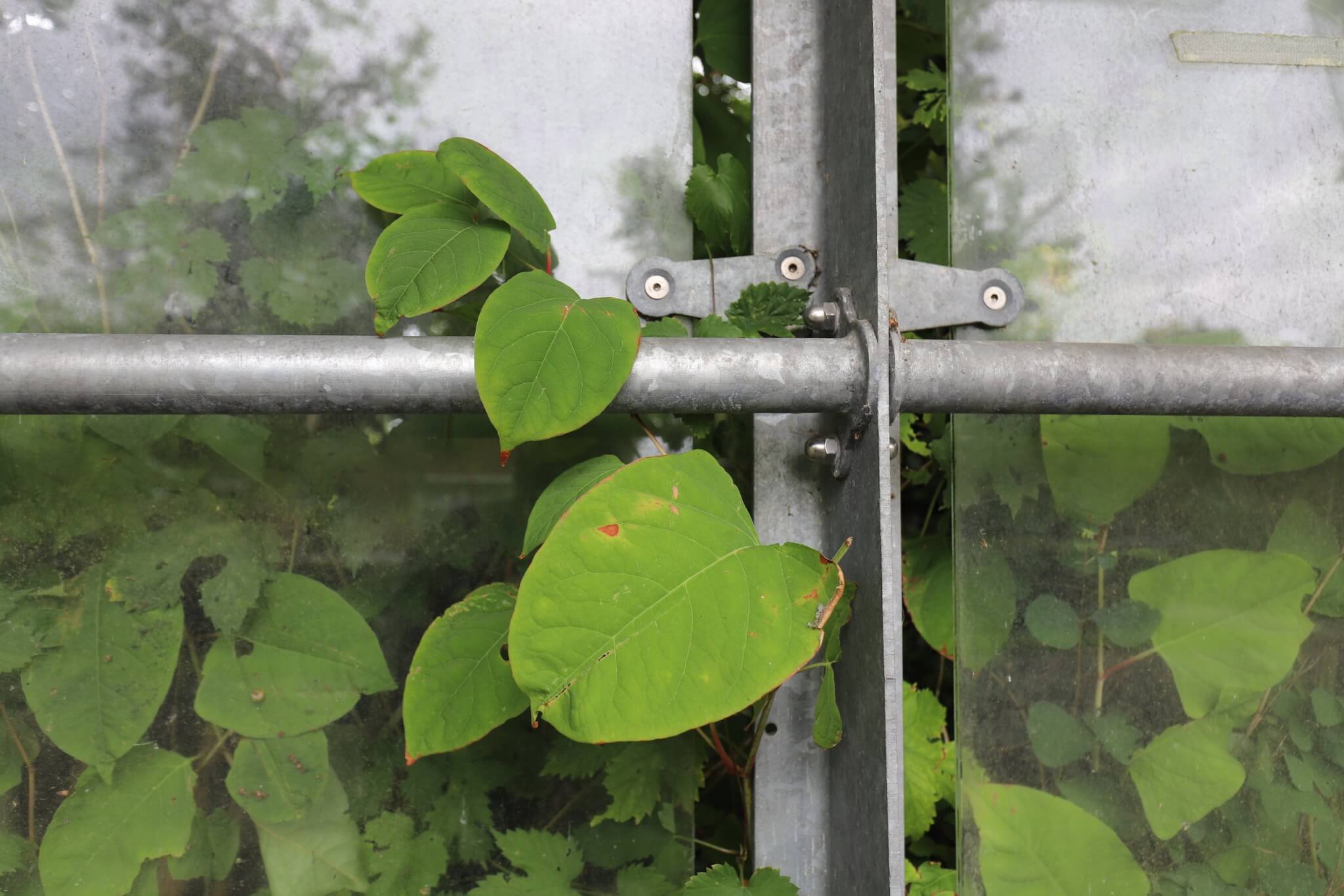 Japanese knotweed leaves growing through a metal fence