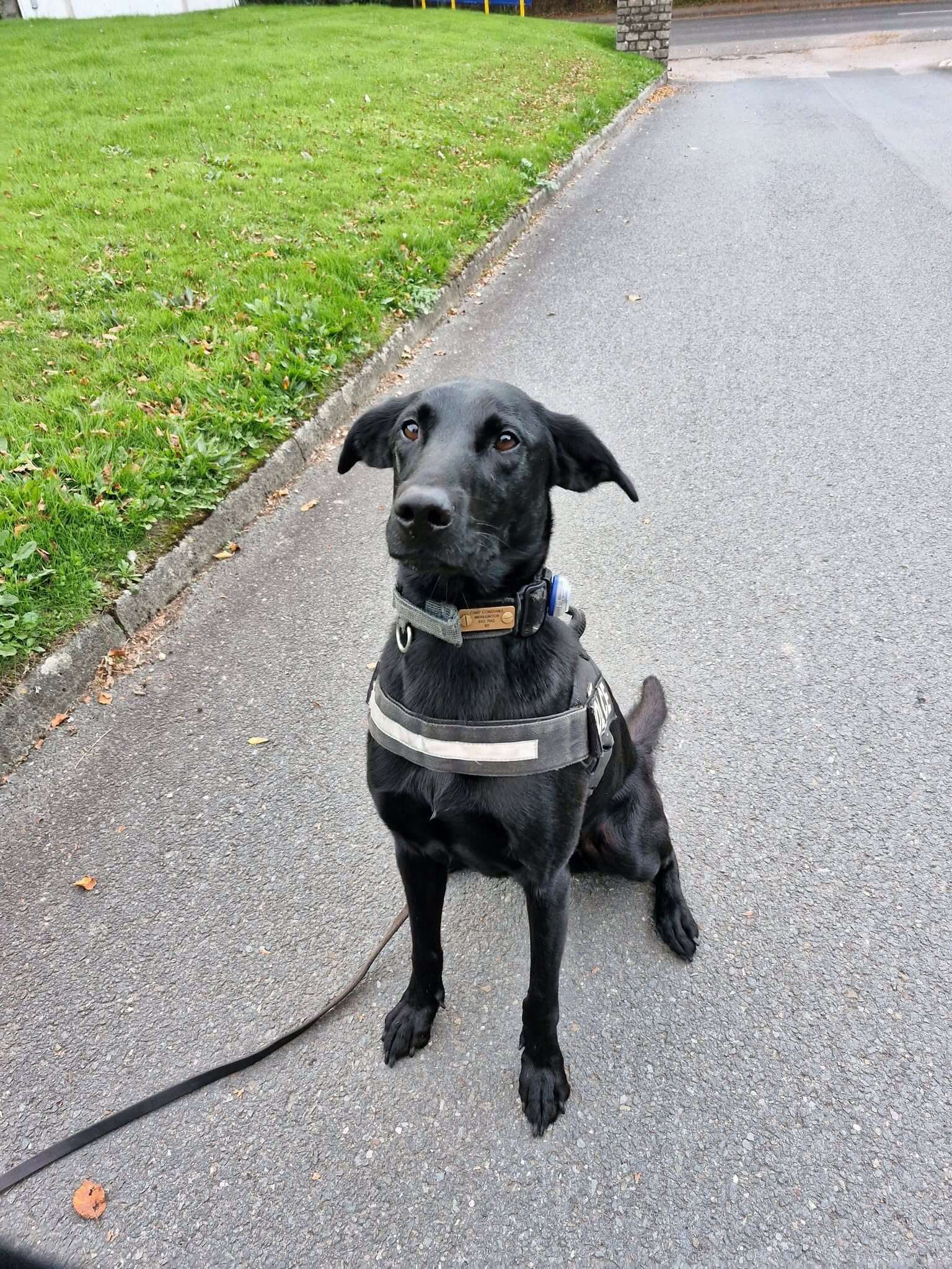 Jasper the passive drugs detection dog sitting on a pavement