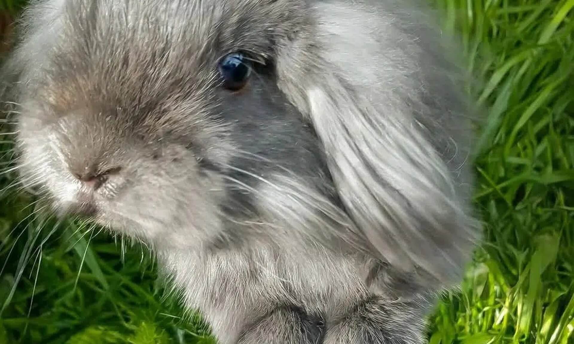 Blue, a grey lop-eared rabbit, sitting in grass