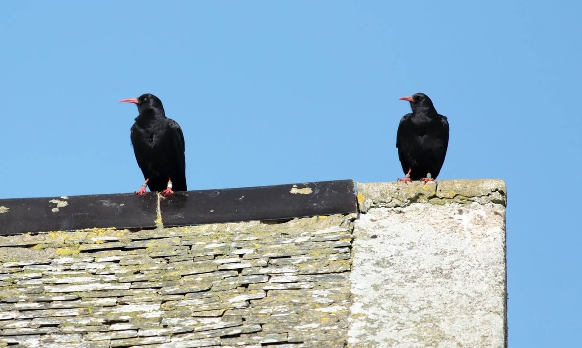 Two Cornish choughs perched on a slate roof ridge on the Lizard