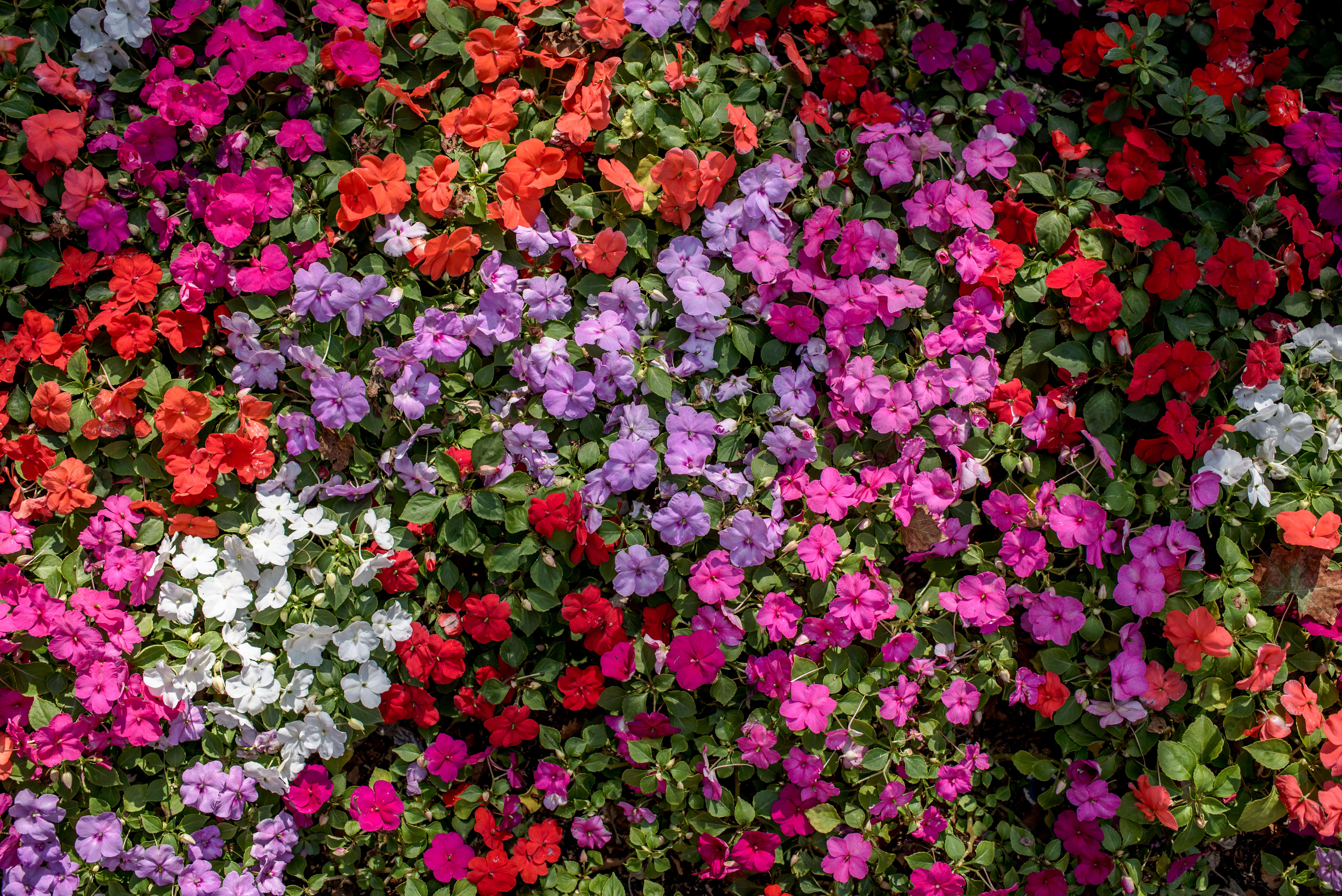 Colourful bedding flowers in a Cornwall community garden bed